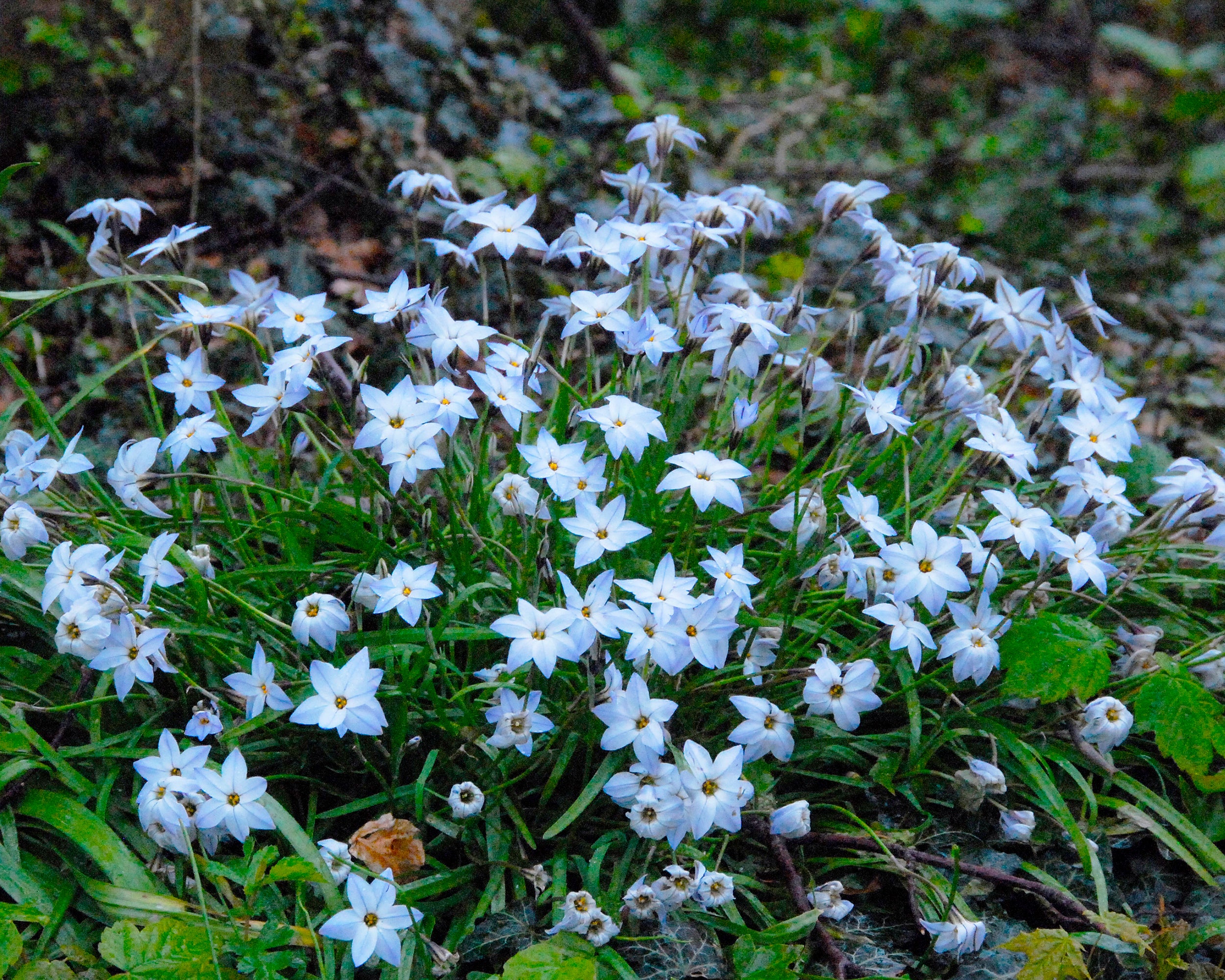 Ipheion 'Wisley Blue' - Image 2