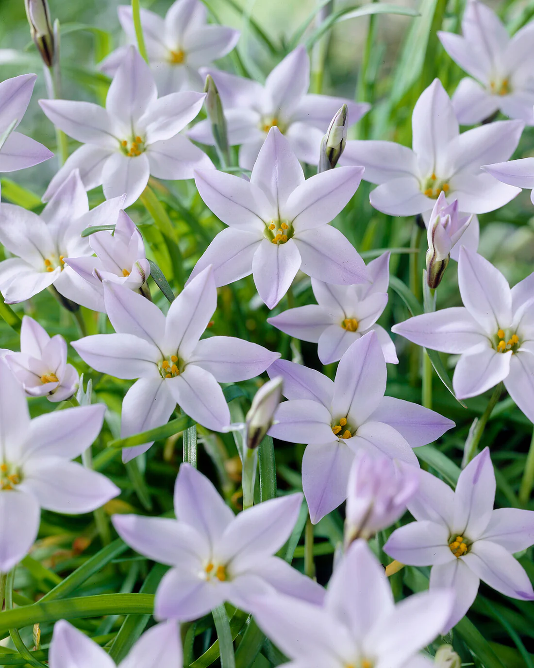 Ipheion 'Wisley Blue' - Image 3