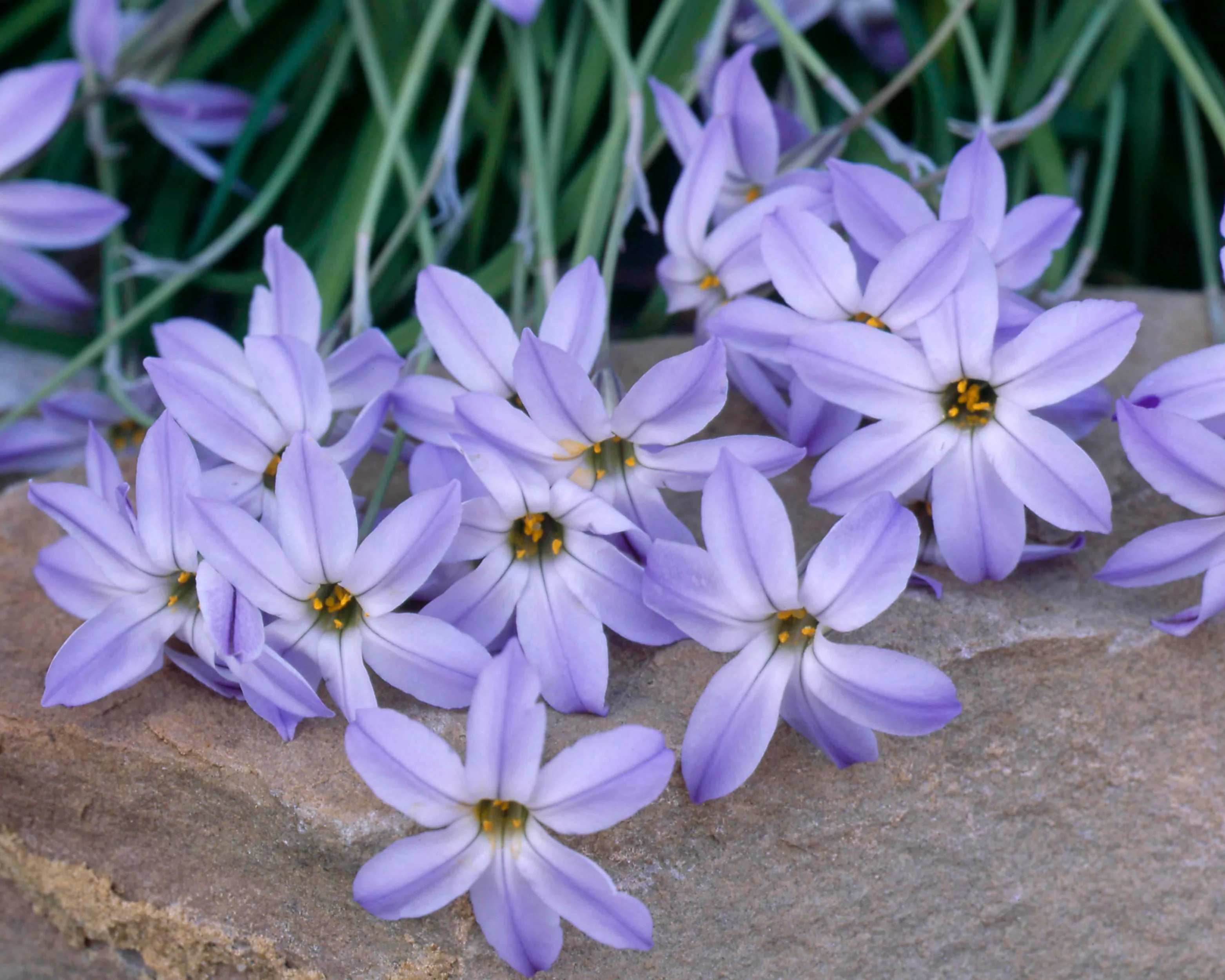 Ipheion 'Wisley Blue' - Image 8