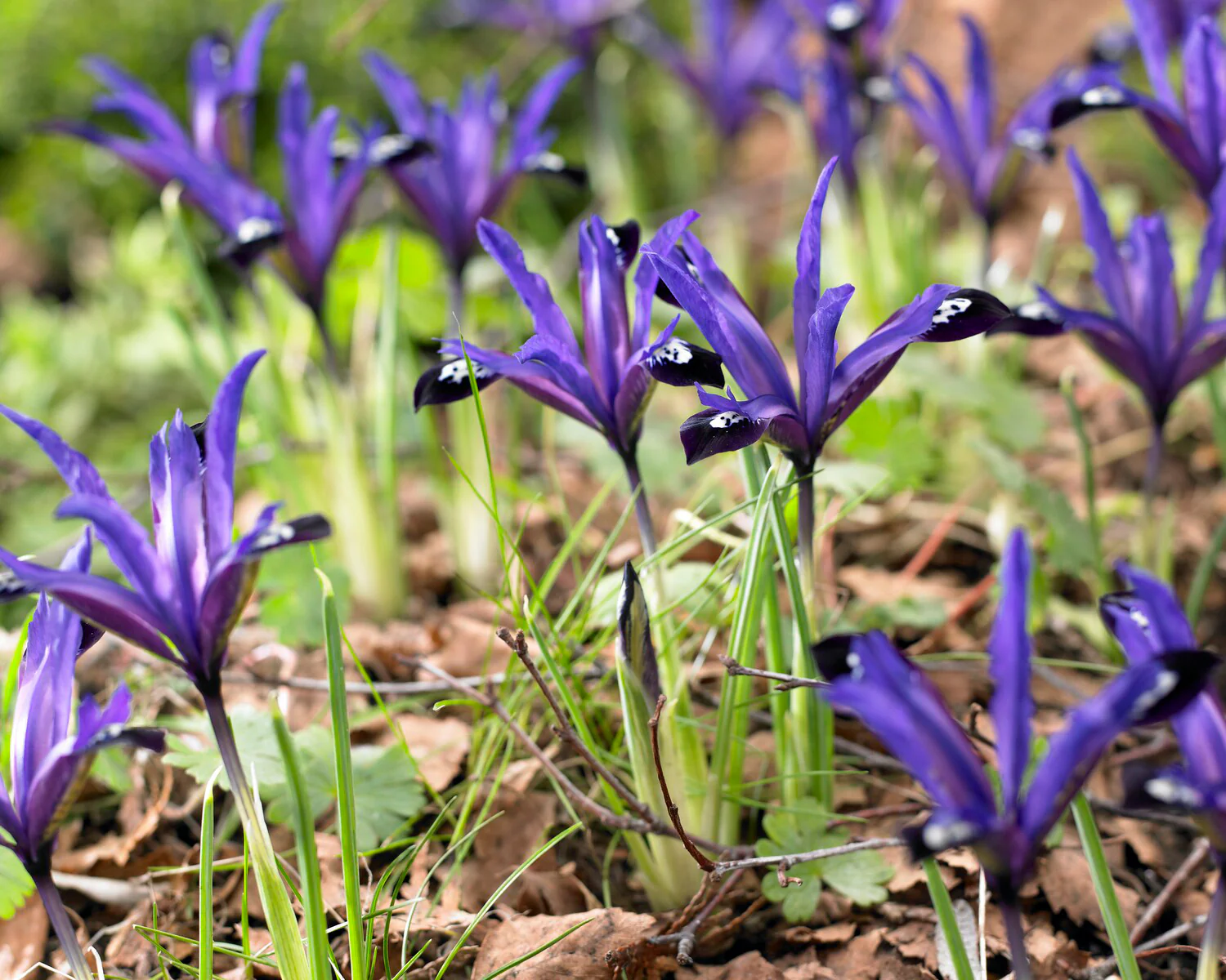 Iris 'Blue Note' - Image 2