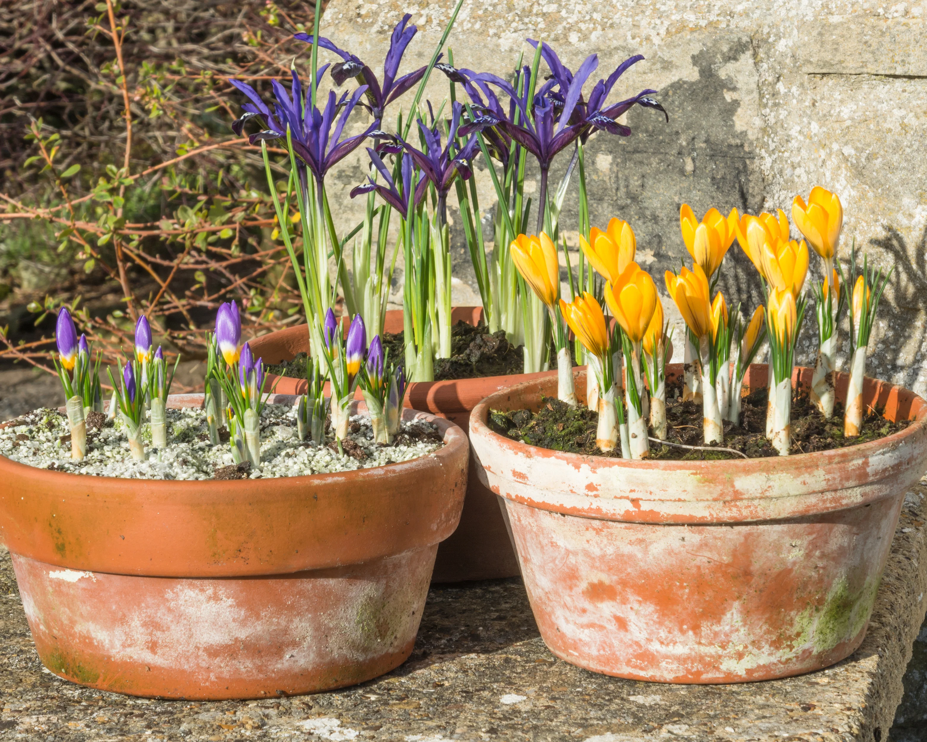 Iris 'Blue Note' - Image 3