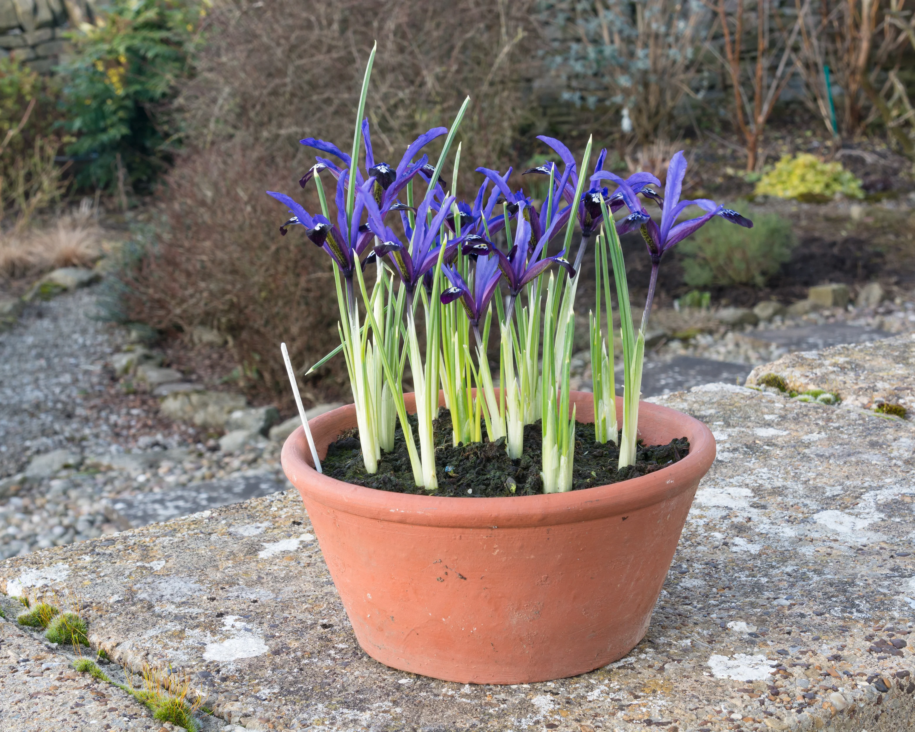 Iris 'Blue Note' - Image 6