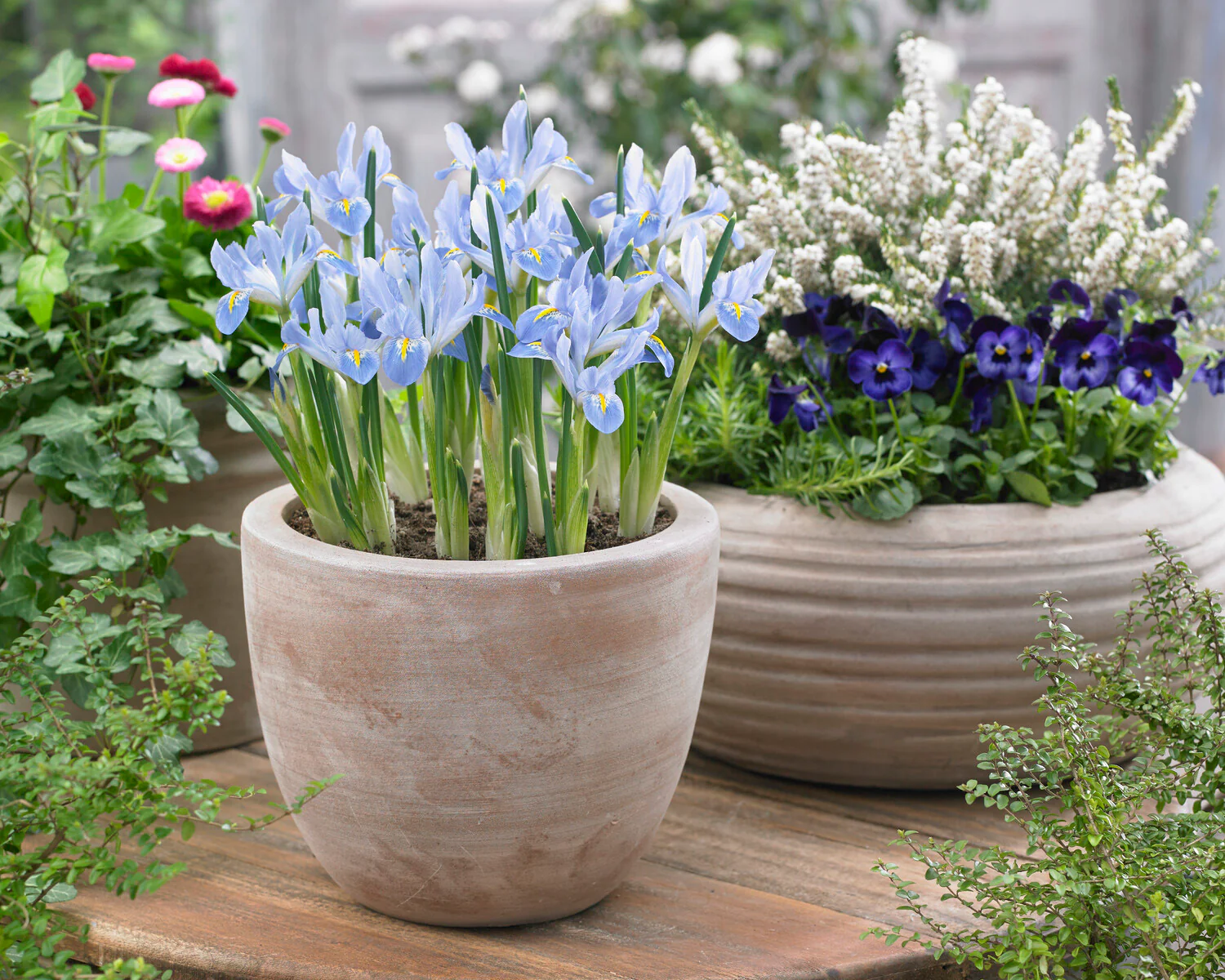 Iris 'Blue Planet' - Image 2