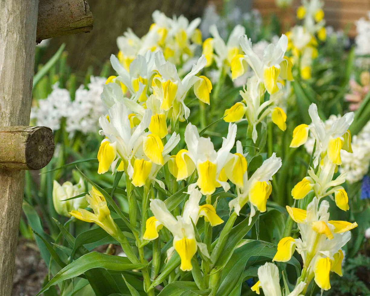 Iris bucharica - Image 7