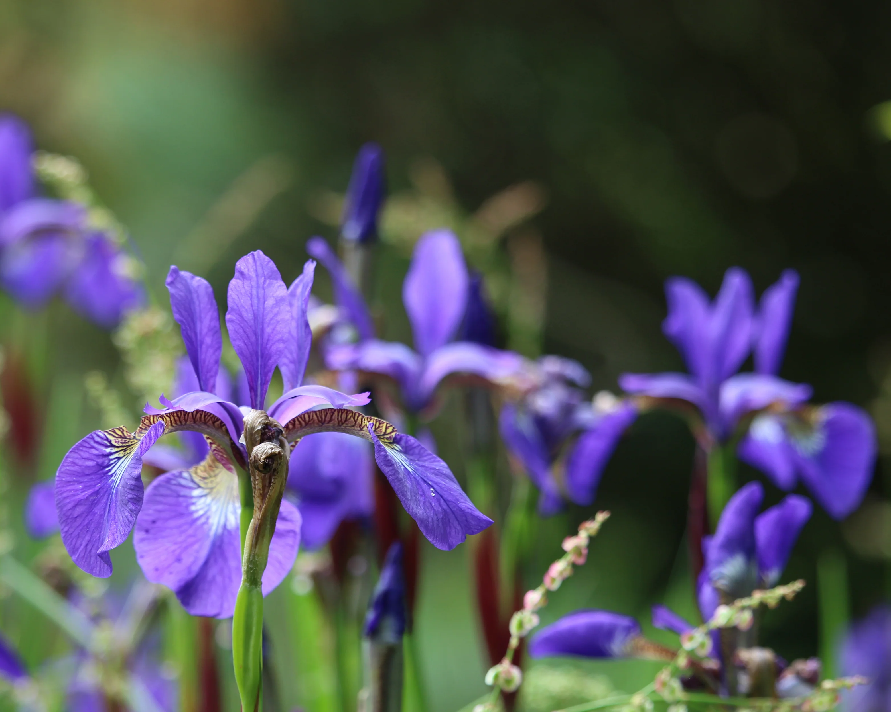 Iris 'Caesar's Brother' - Image 5