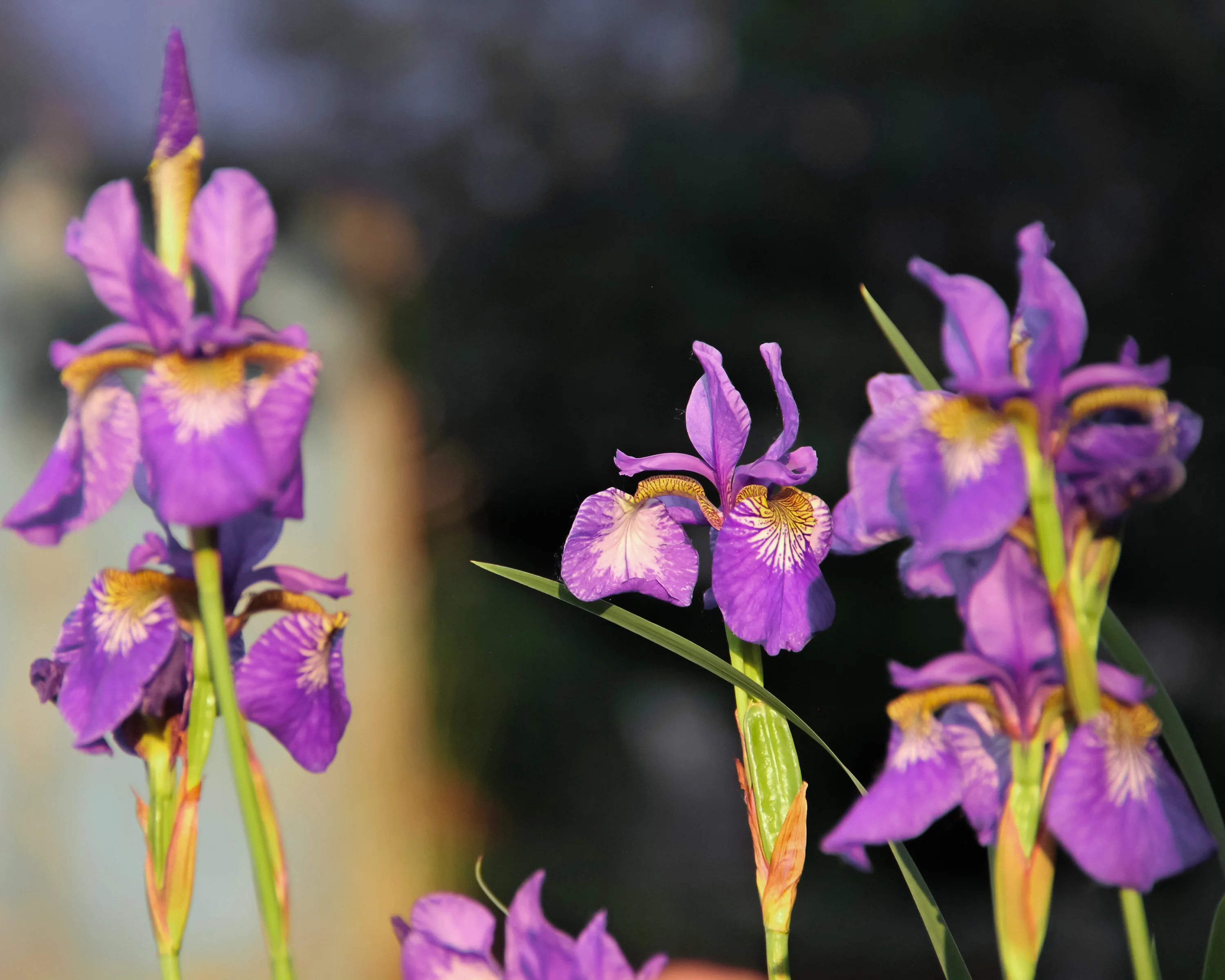 Iris 'Caesar's Brother' - Image 7