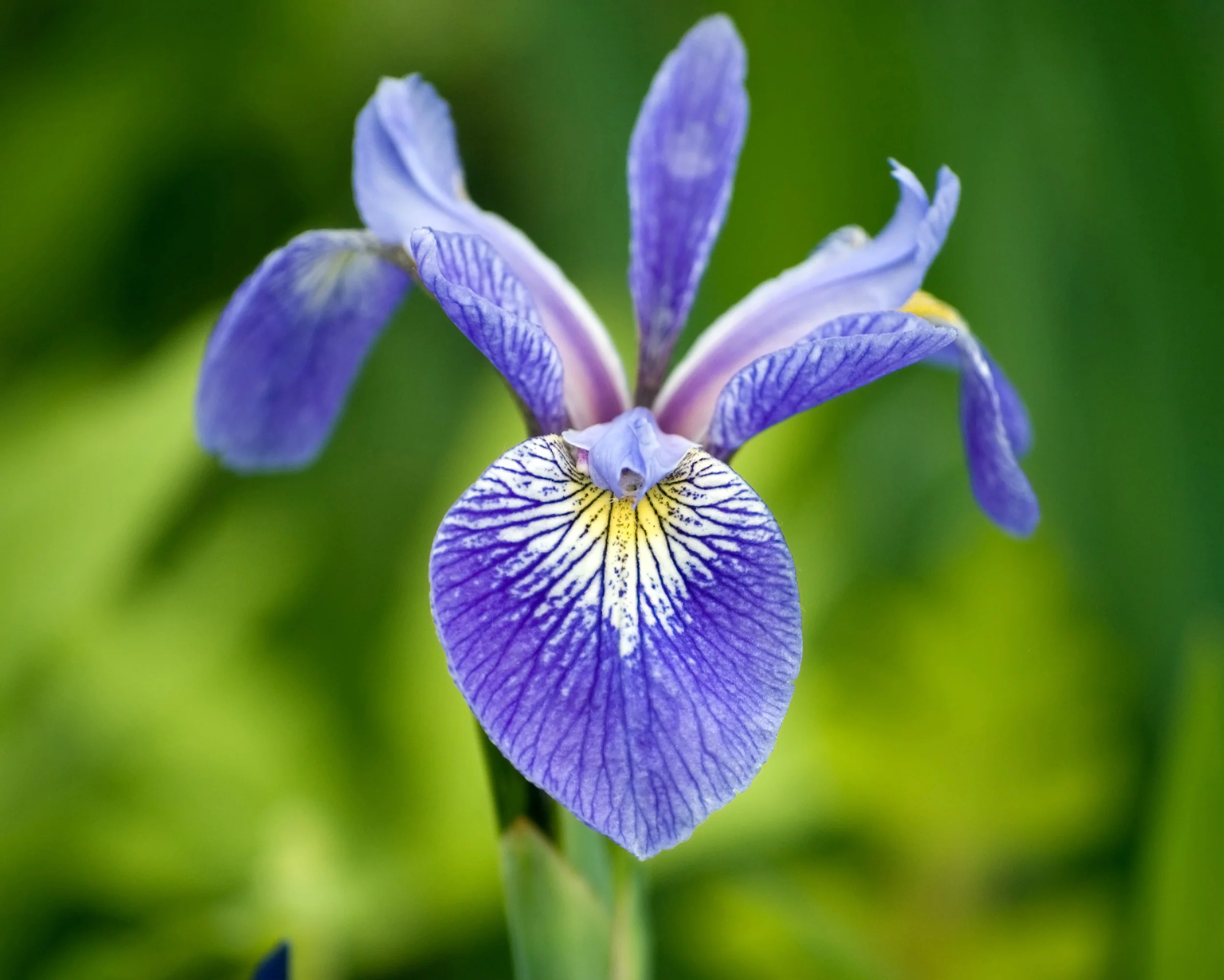 Iris 'Caesar's Brother' - Image 8