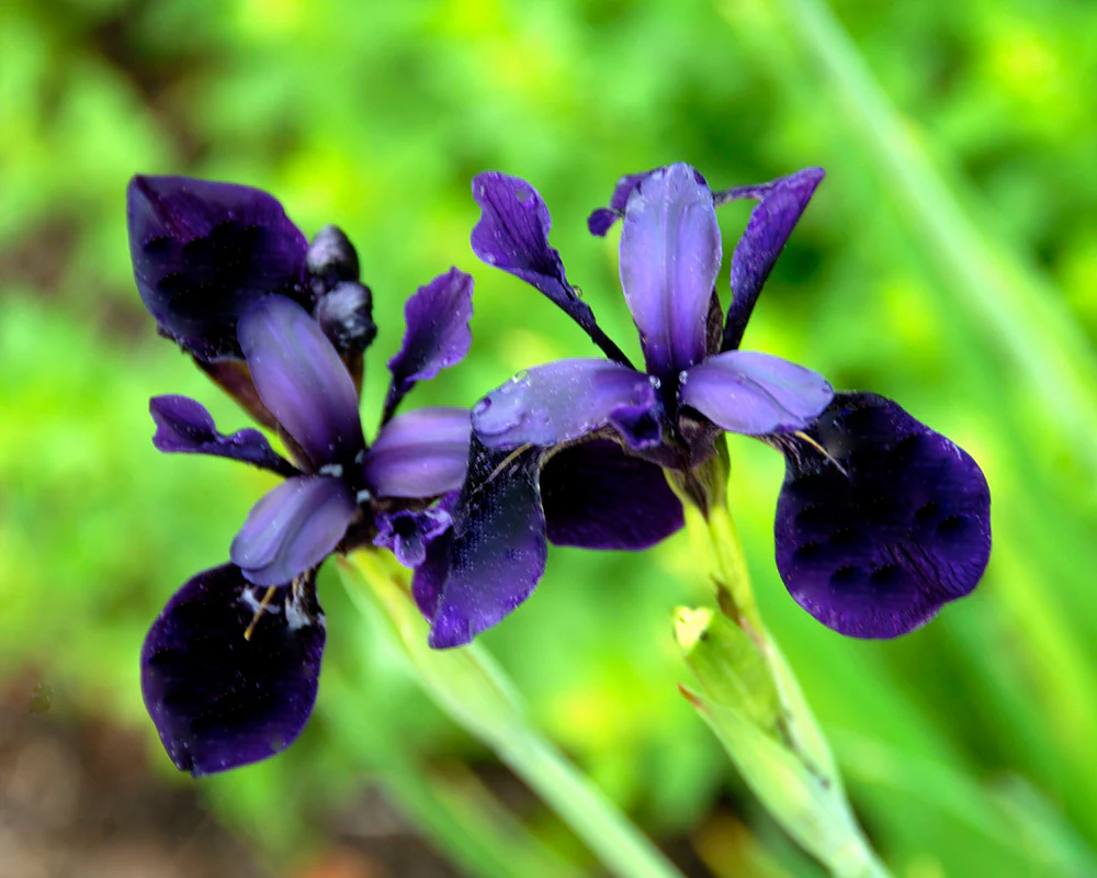Iris 'Just Around Midnight' - Image 5