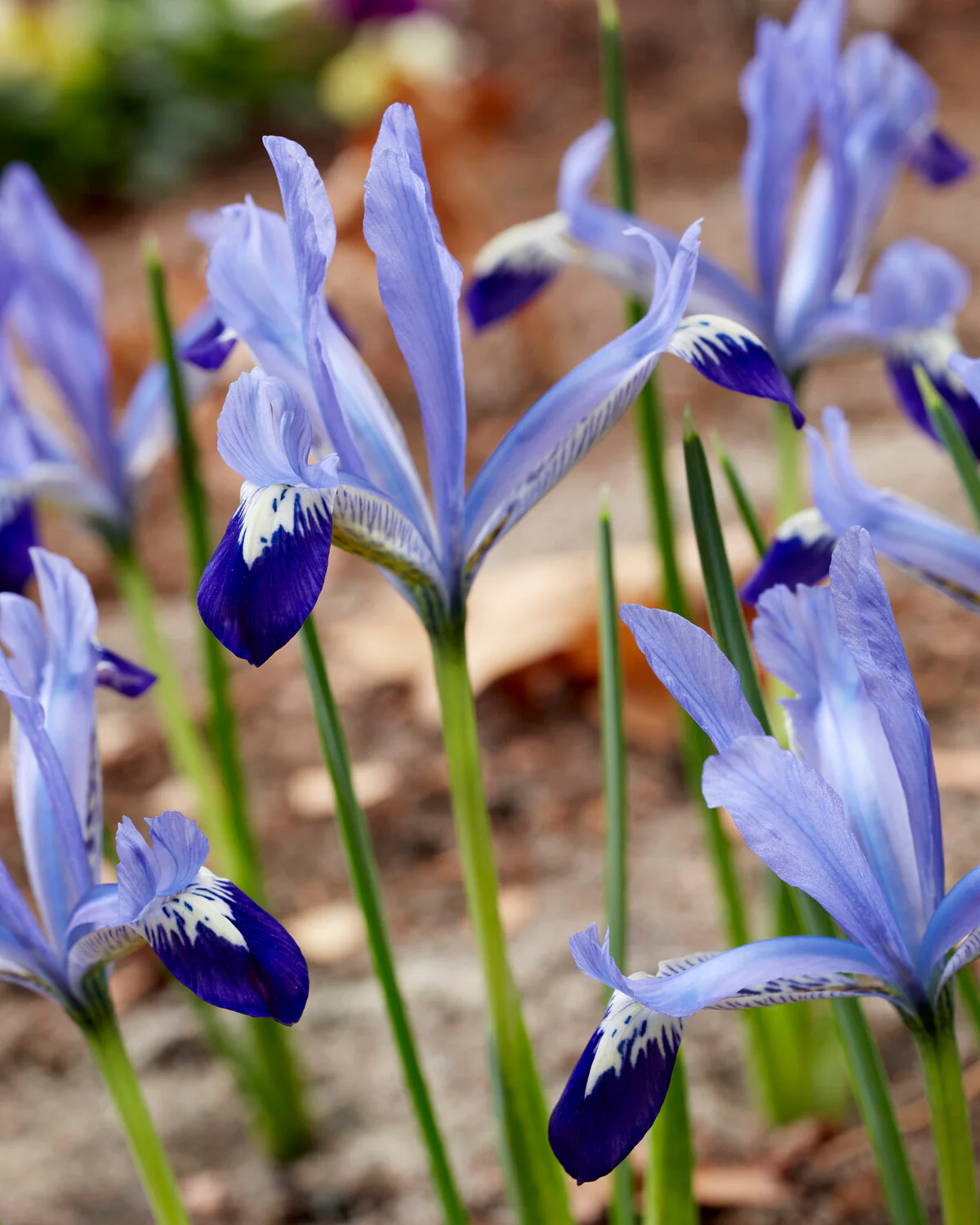 Iris 'Clairette' - Image 5