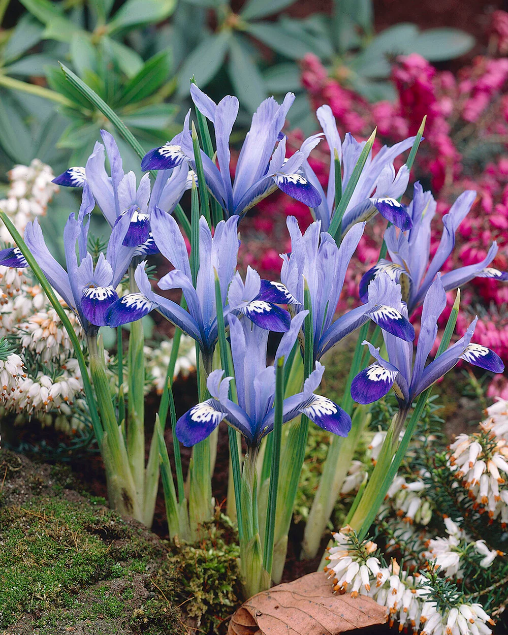 Iris 'Clairette' - Image 7