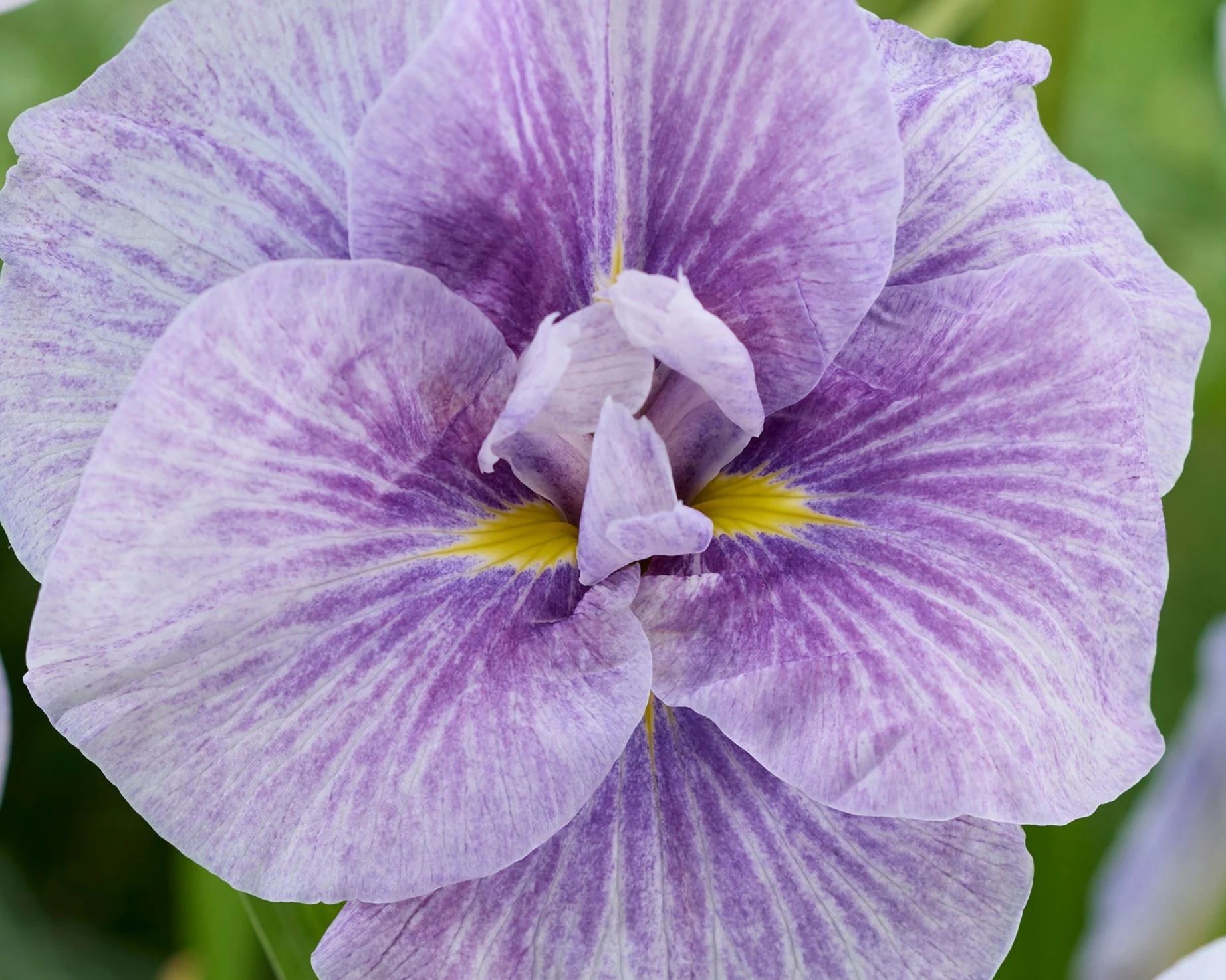 Iris ensata 'Imperial Rose Veined' - Image 2