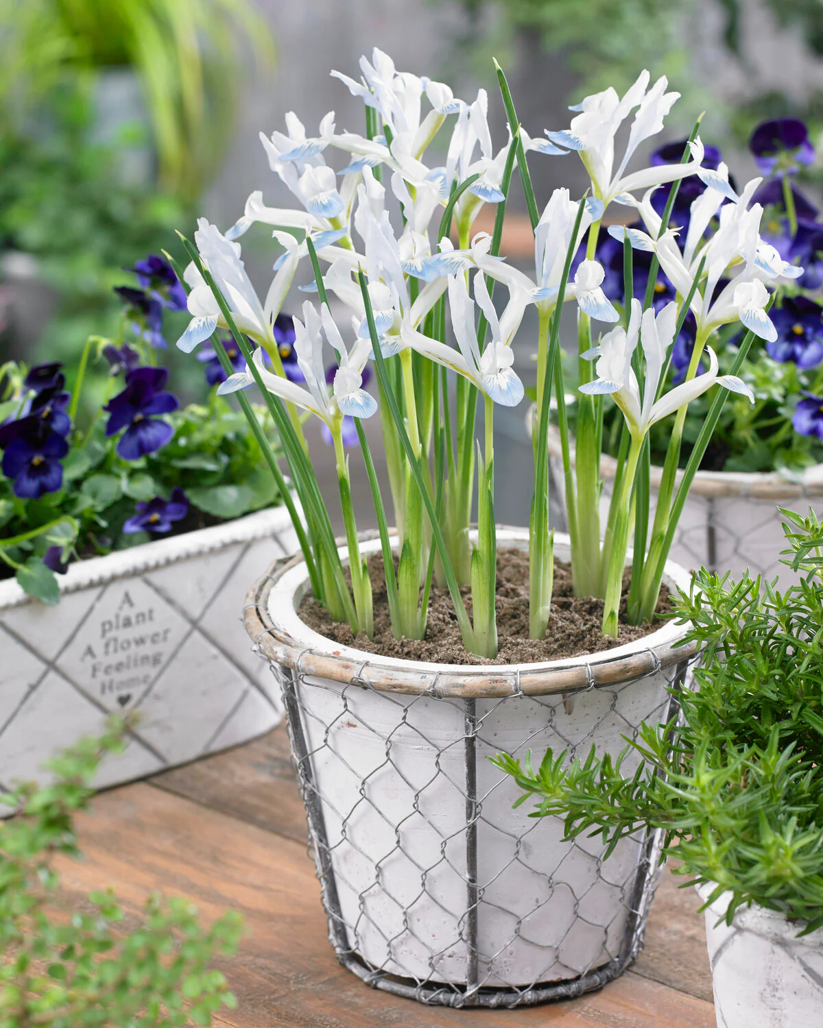 Iris 'Frozen Planet' - Image 2