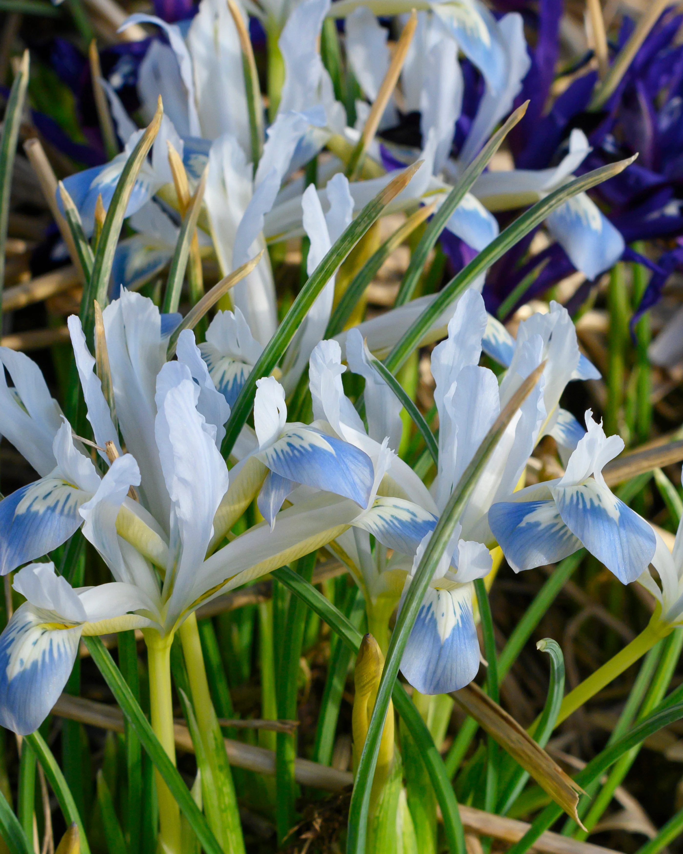 Iris 'Frozen Planet' - Image 4