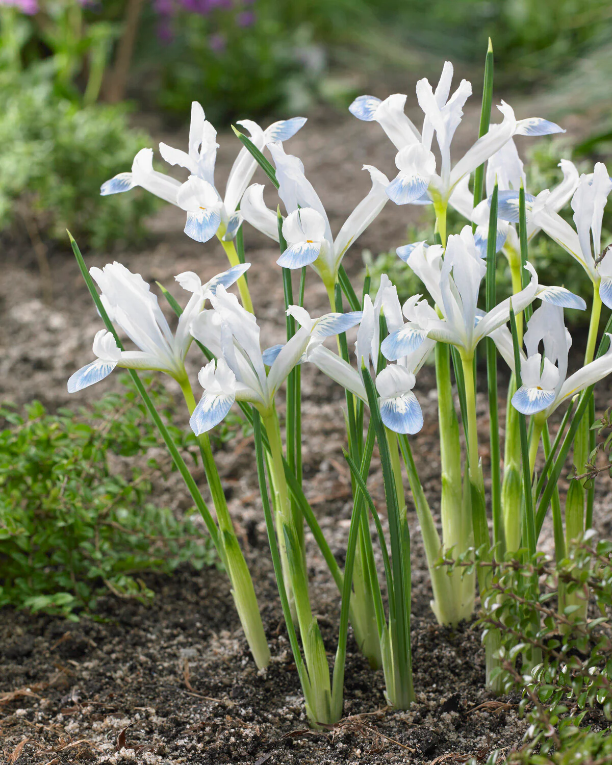 Iris 'Frozen Planet' - Image 5
