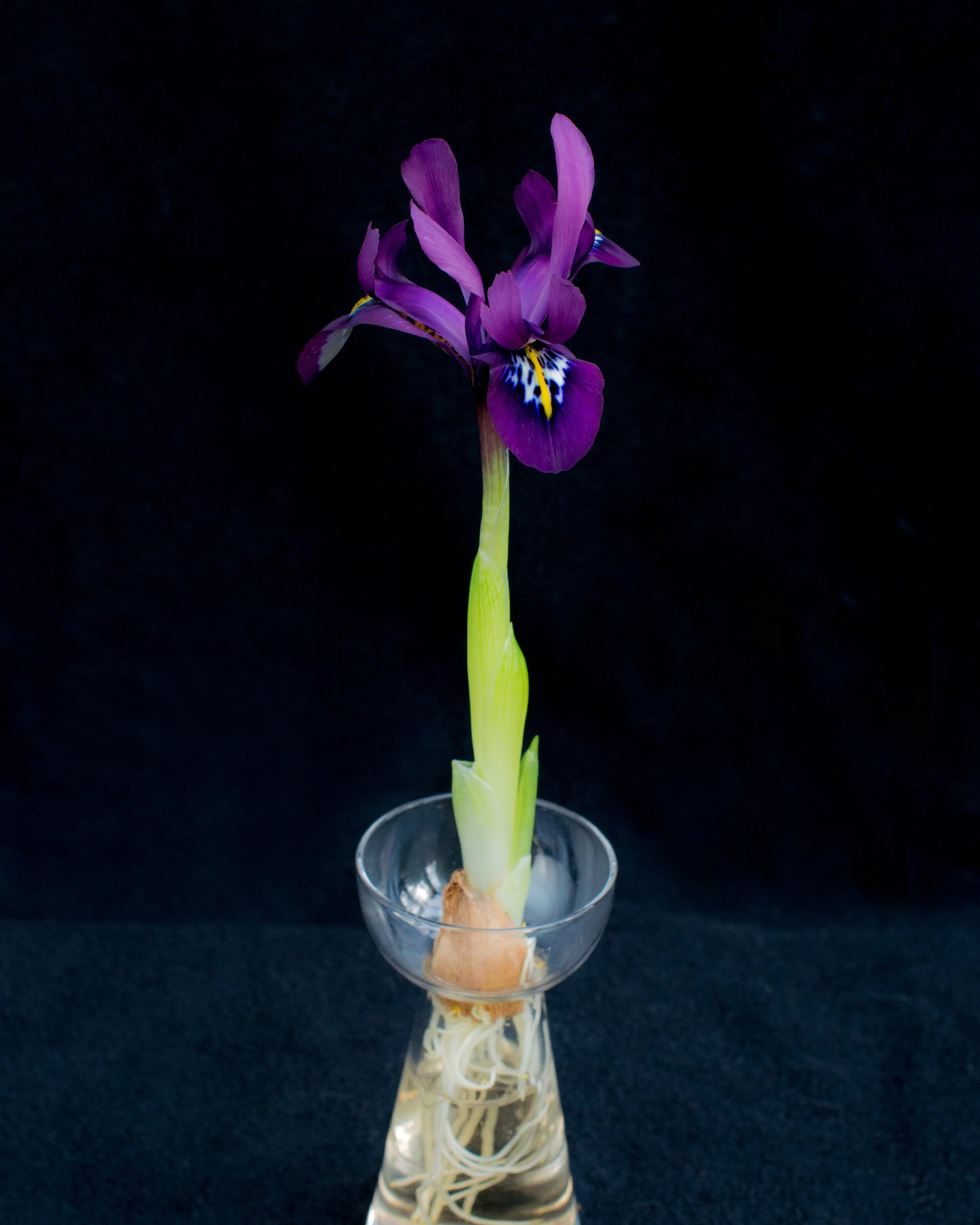 Iris 'George' - Image 6