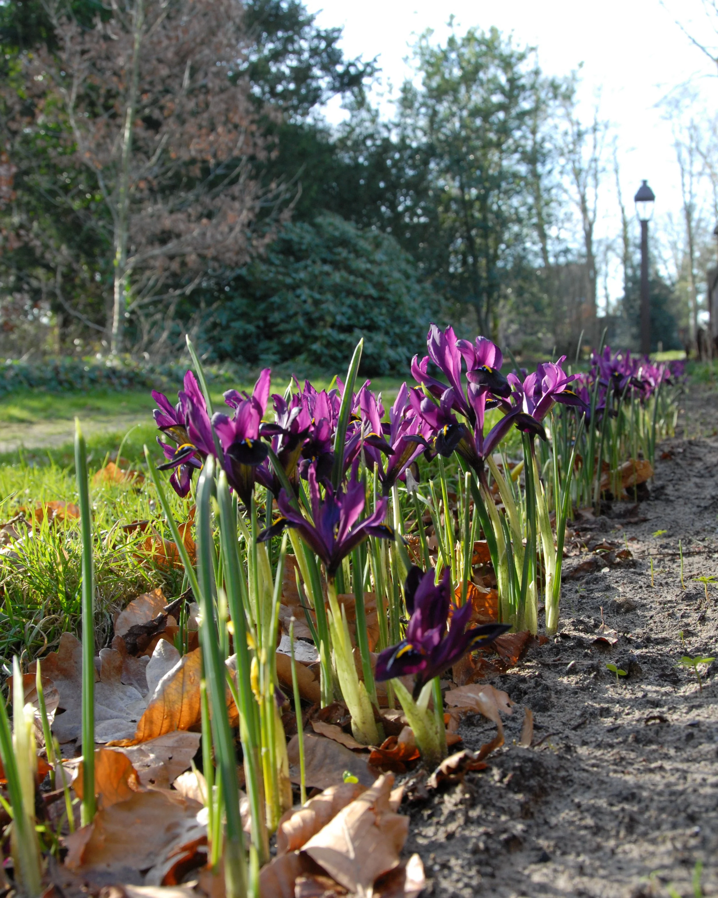 Iris 'George' - Image 7