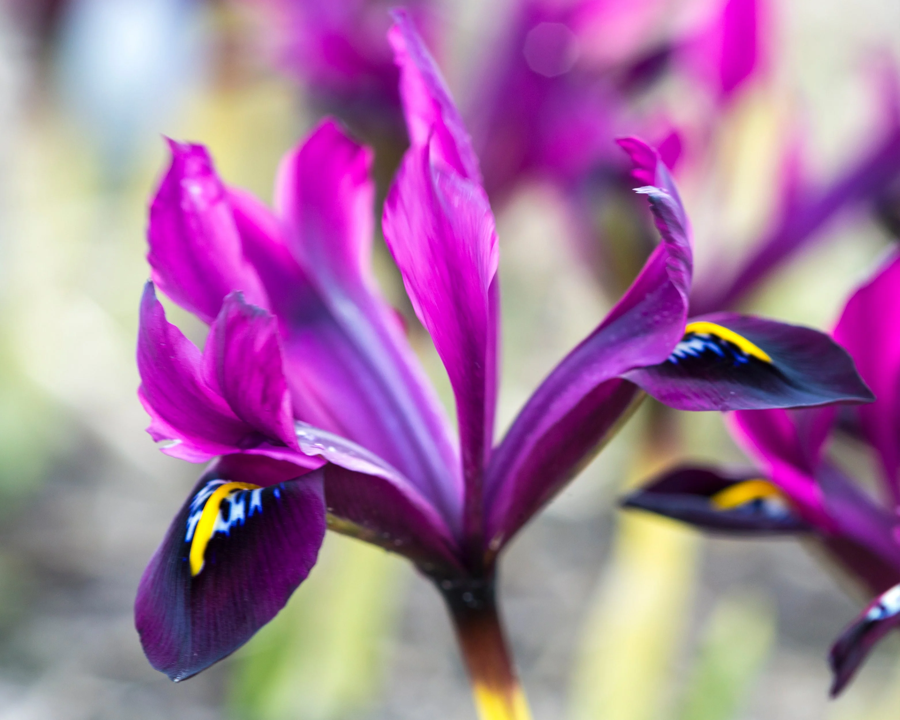 Iris 'George' - Image 8