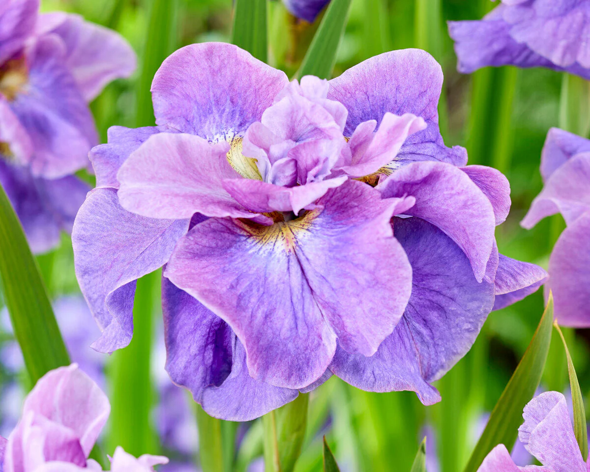 Iris 'Having Fun' - Image 2