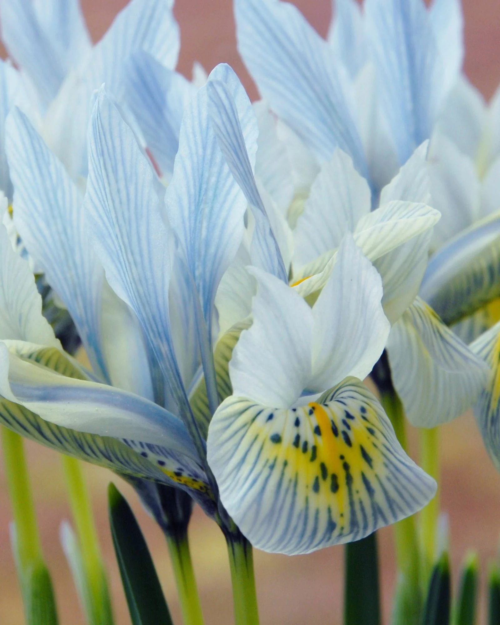 Iris 'Katharine Hodgkin' - Image 3