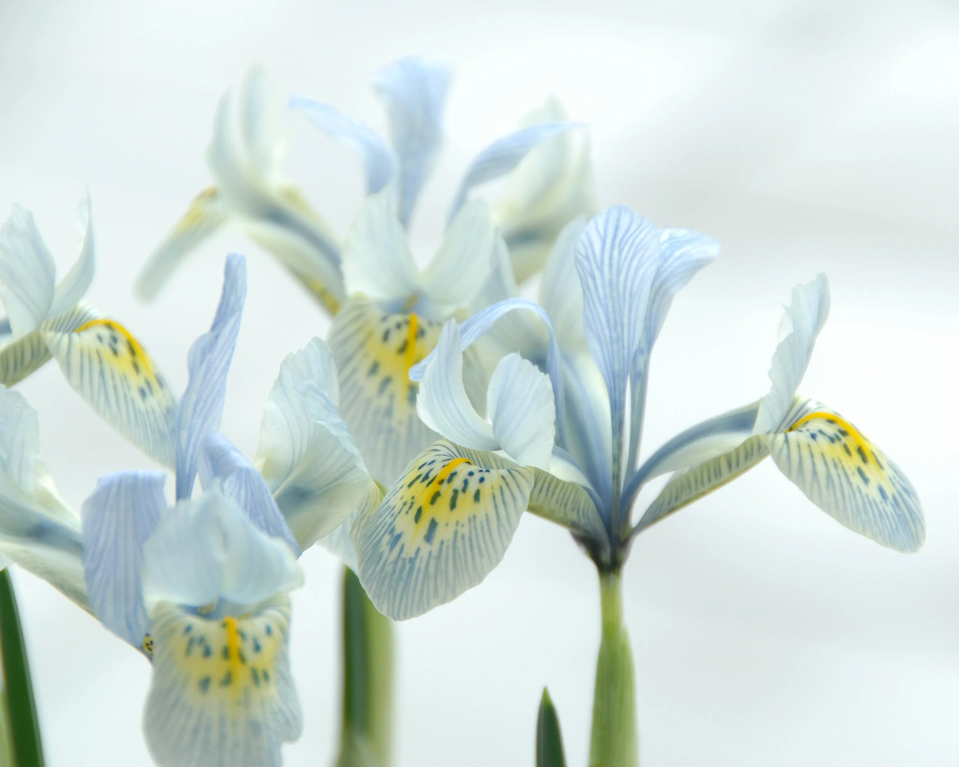 Iris 'Katharine Hodgkin' - Image 4