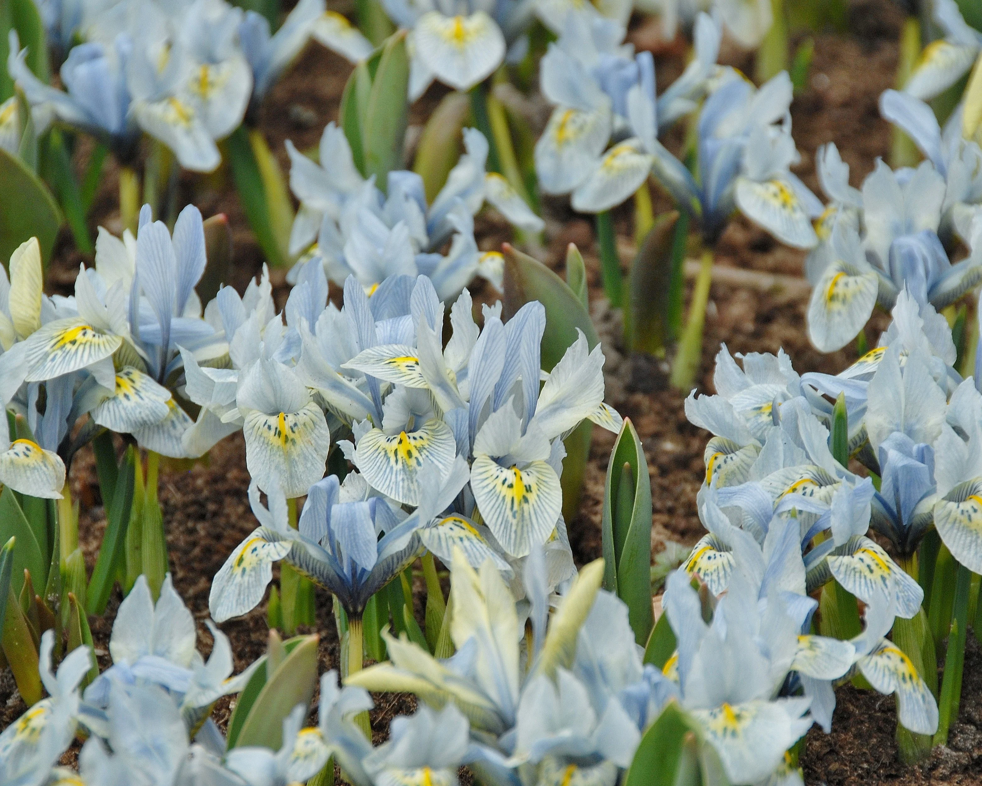 Iris 'Katharine Hodgkin' - Image 5