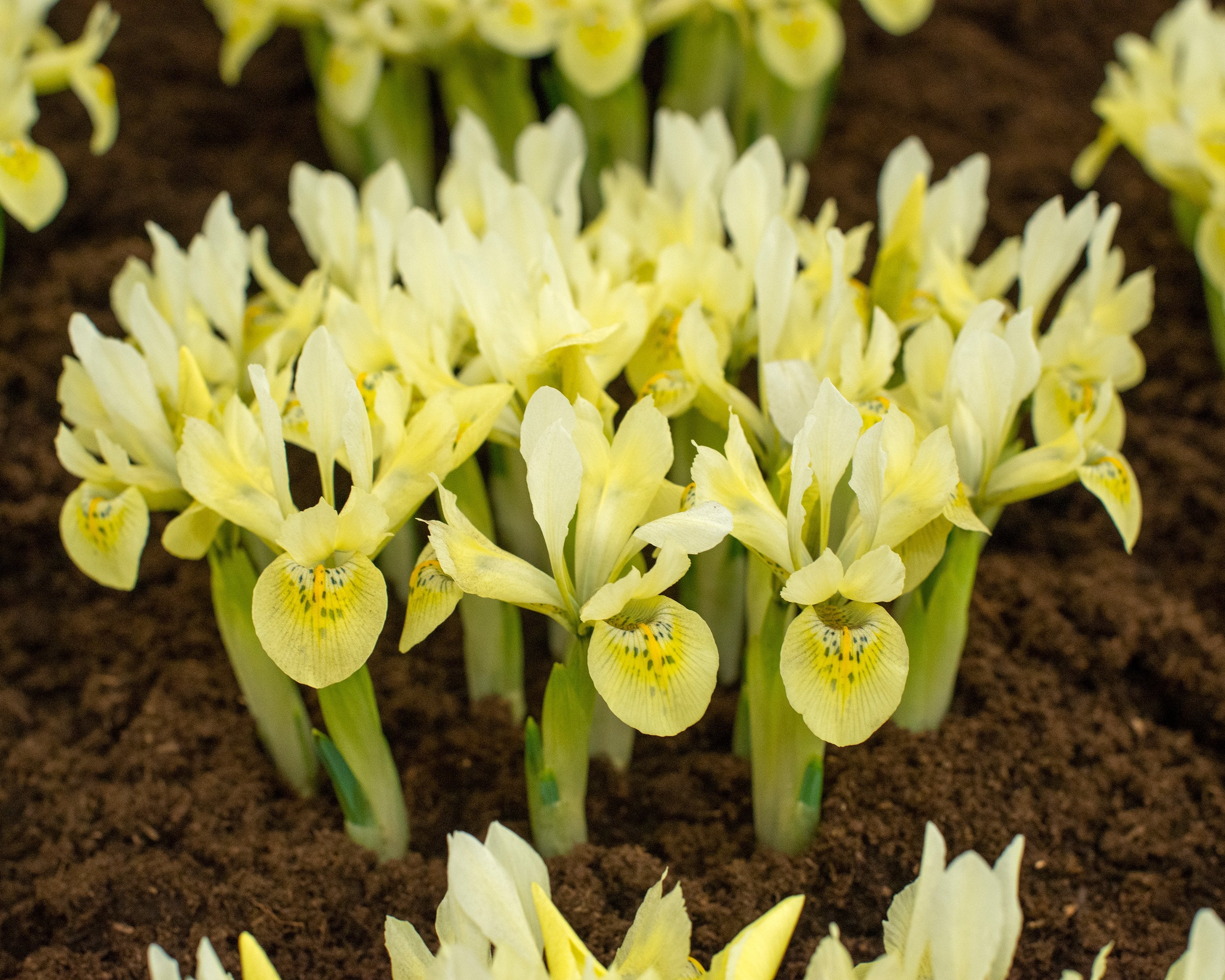 Iris 'Katherine's Gold' - Image 3