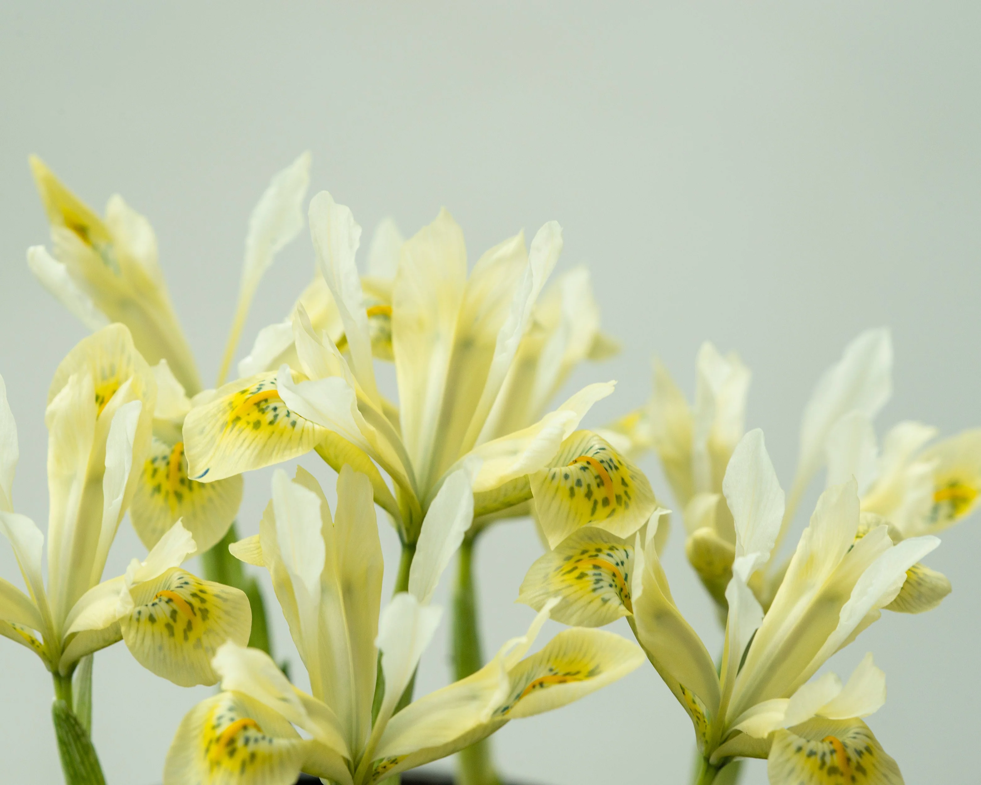 Iris 'Katherine's Gold' - Image 6