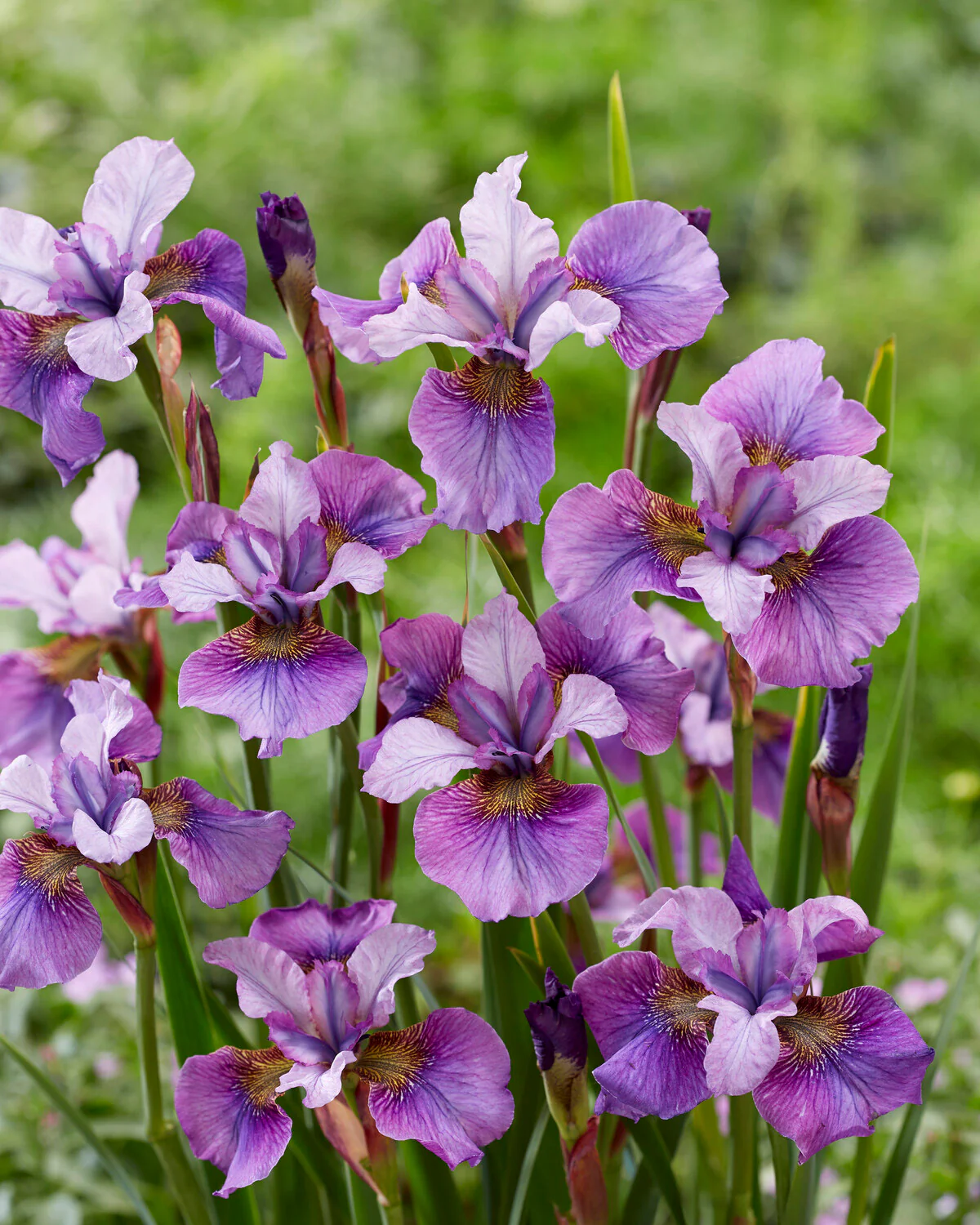 Iris 'Light of Heart' - Image 2
