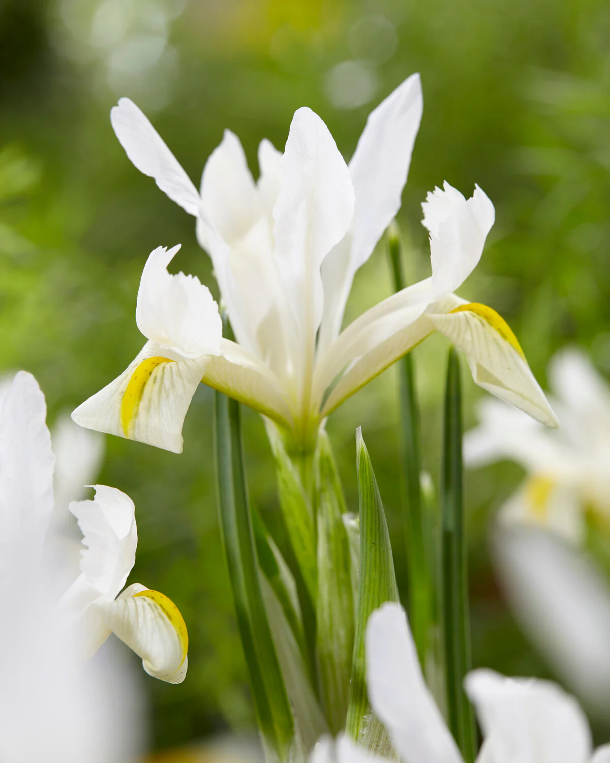 Iris 'Louise' - Image 3