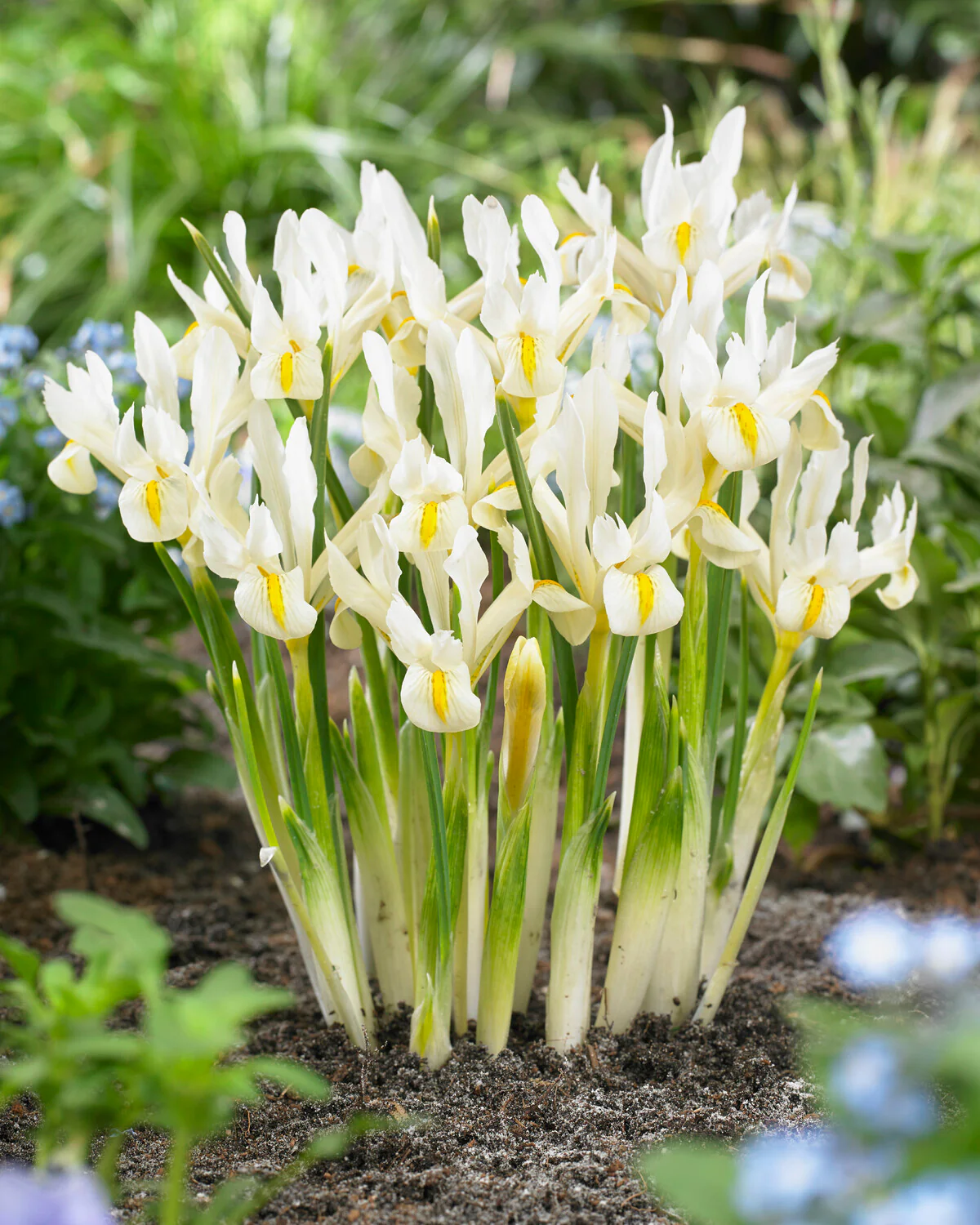Iris 'Louise' - Image 5