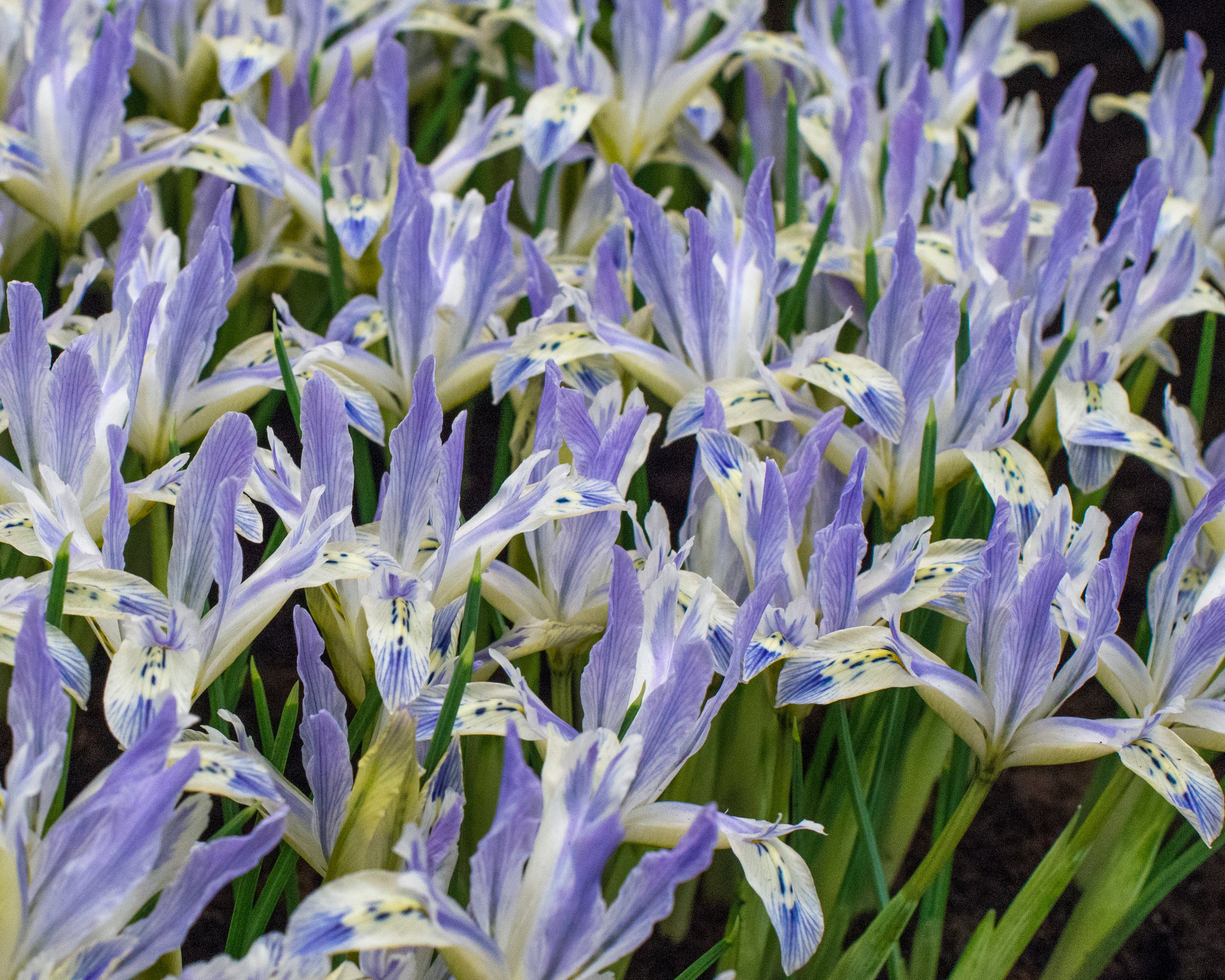 Iris 'Painted Lady' - Image 5