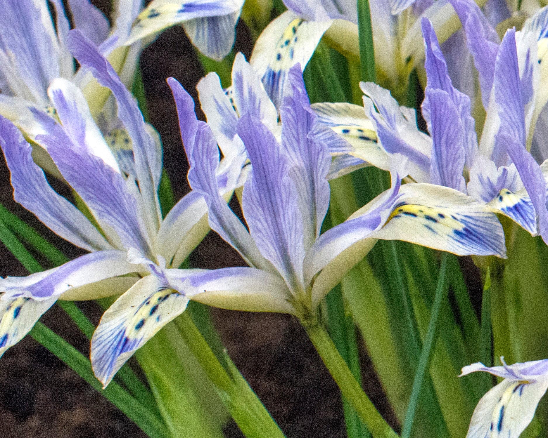 Iris 'Painted Lady' - Image 7