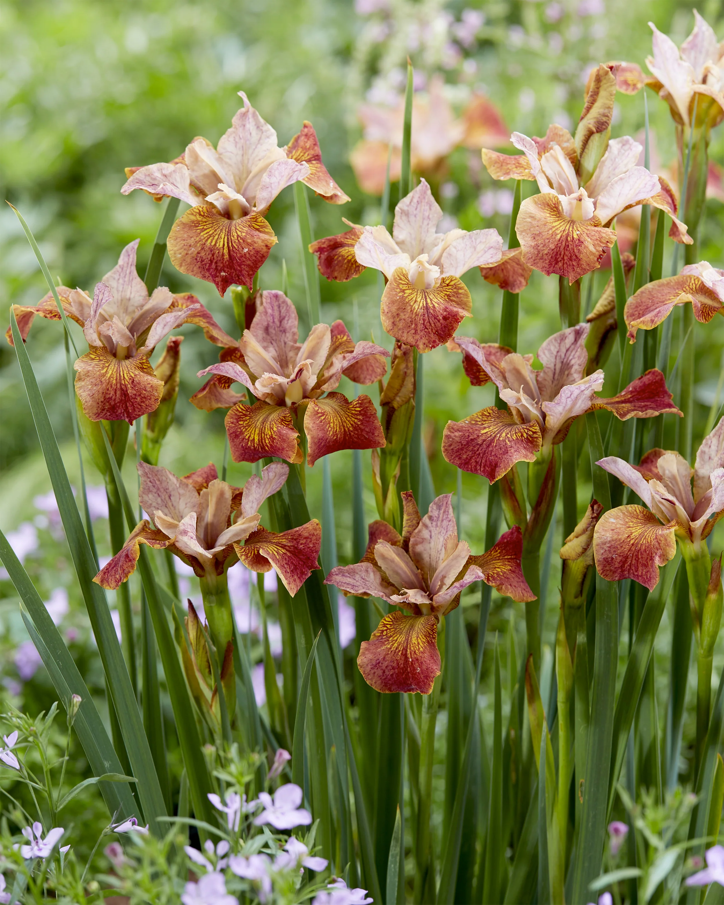 Iris 'Paprikash' - Image 2