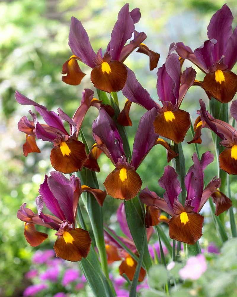 Dutch Iris 'Red Ember' - Image 2