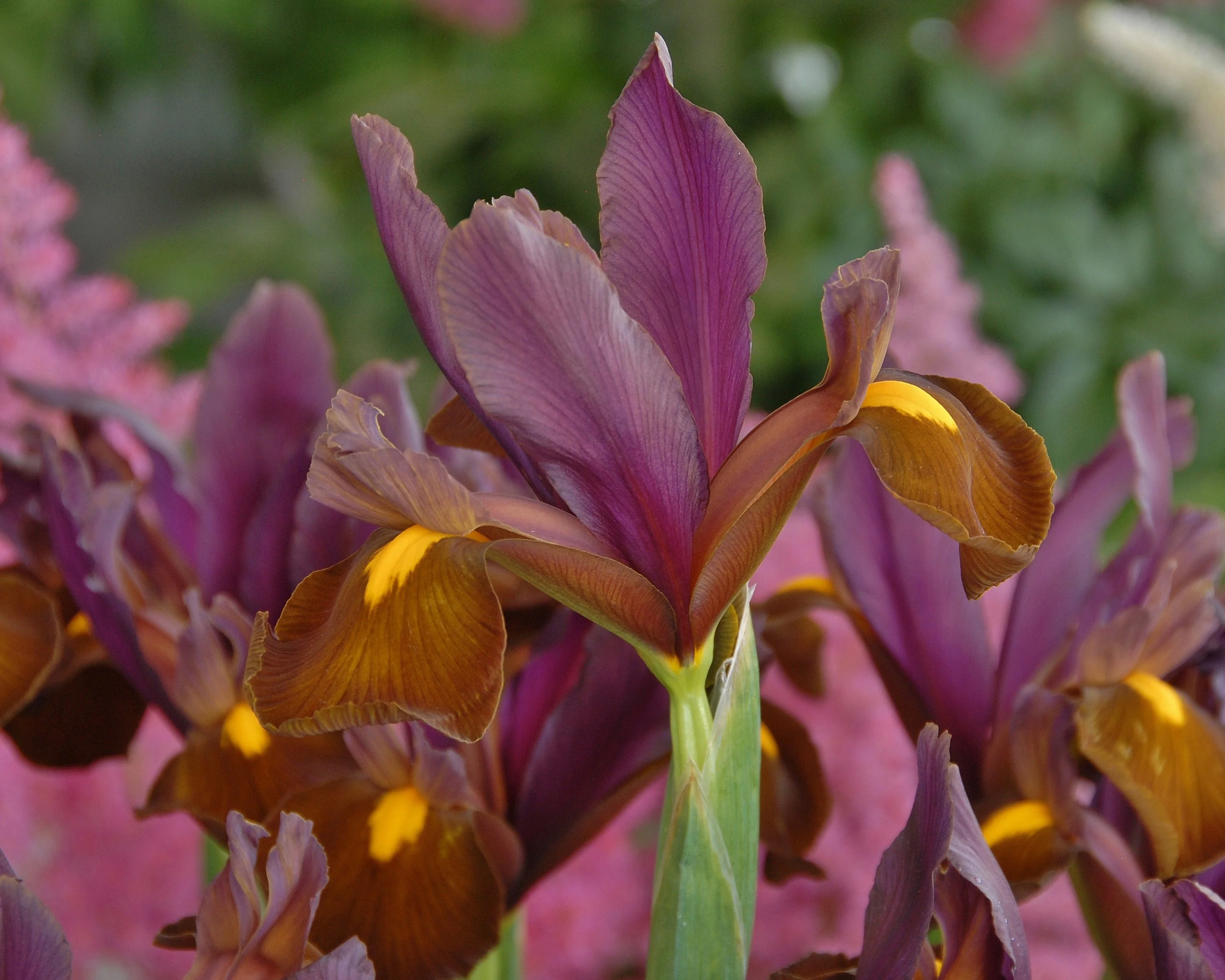 Dutch Iris 'Red Ember' - Image 3