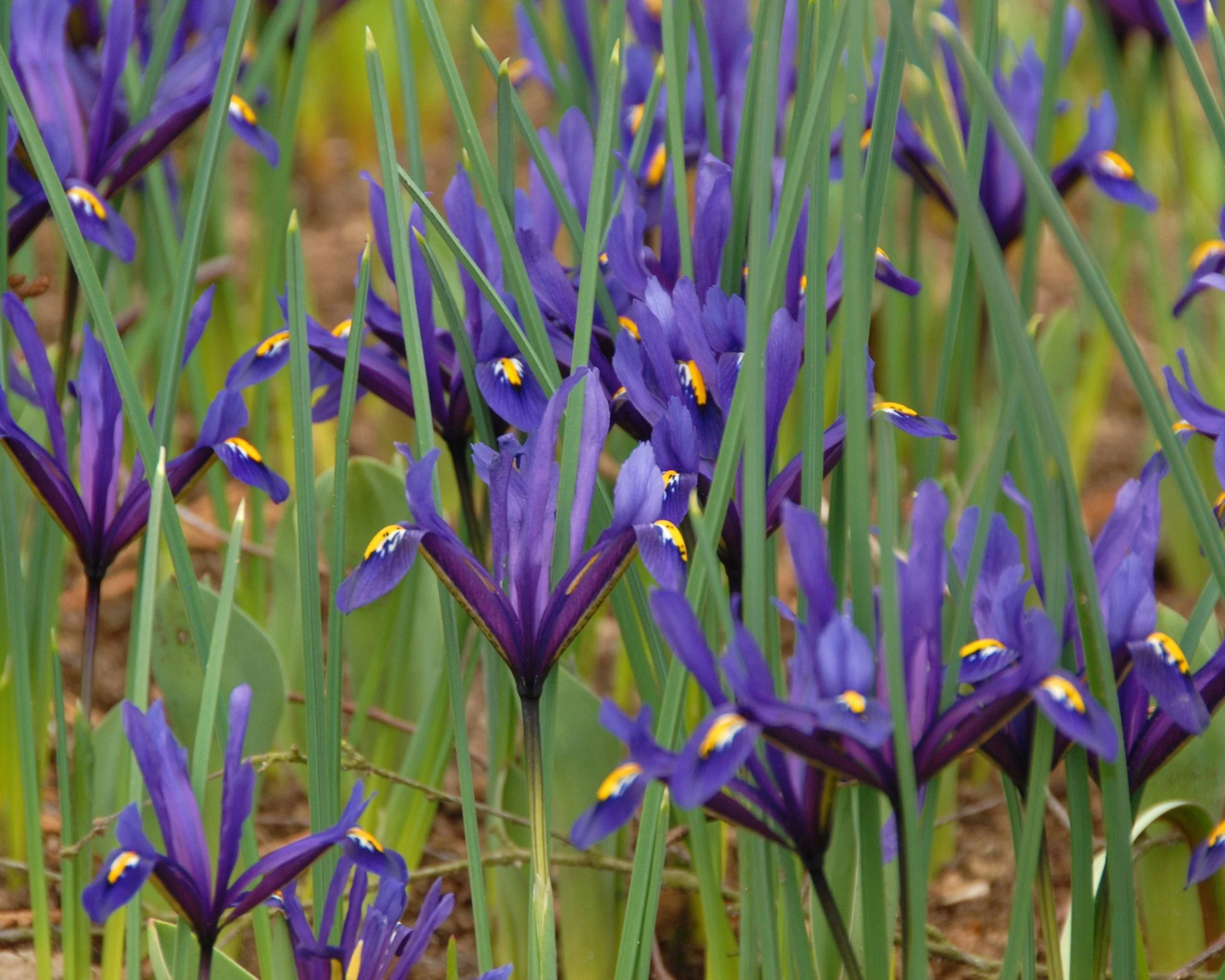 Iris reticulata - Image 2
