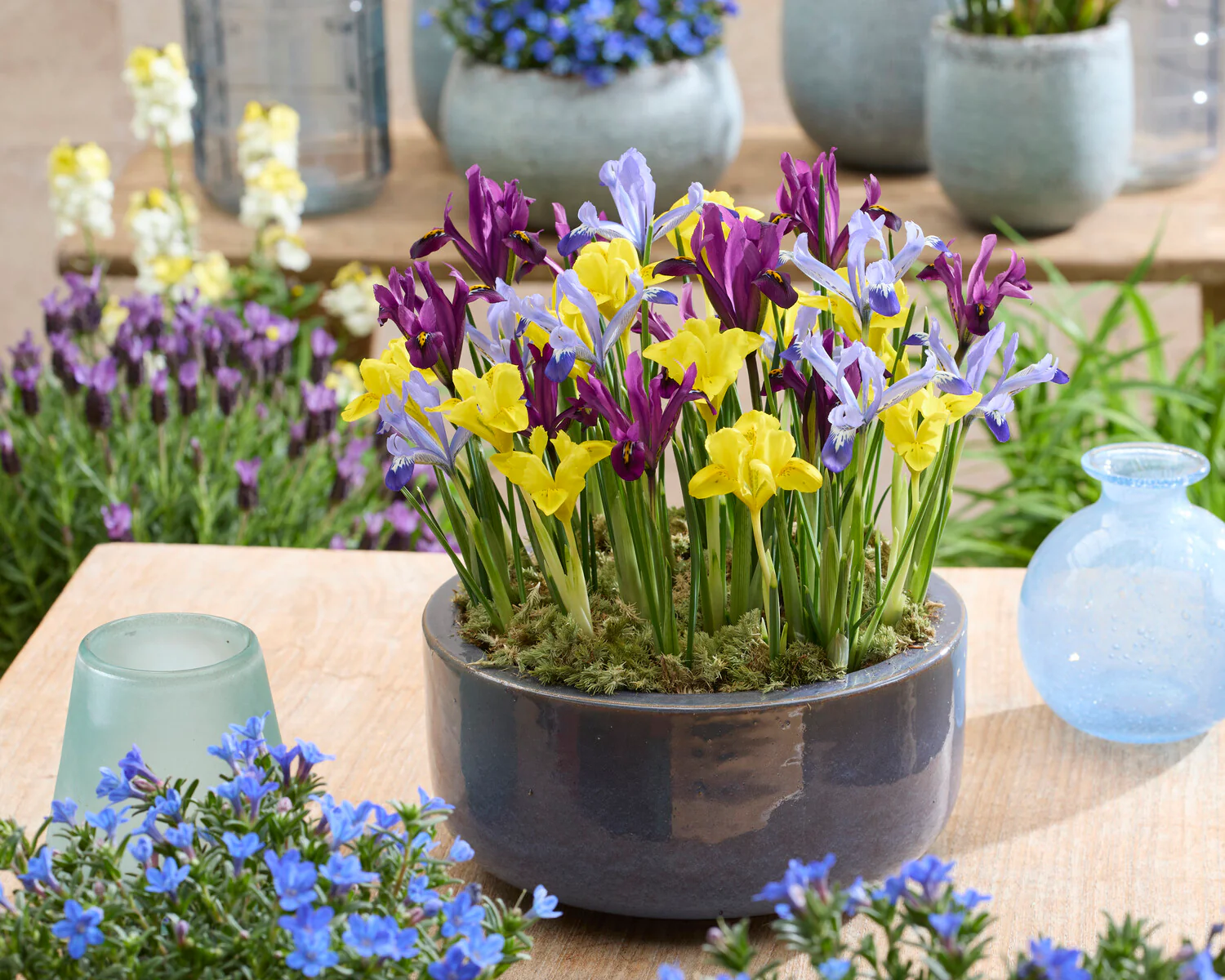 Iris 'Dwarf Mix' - Image 2