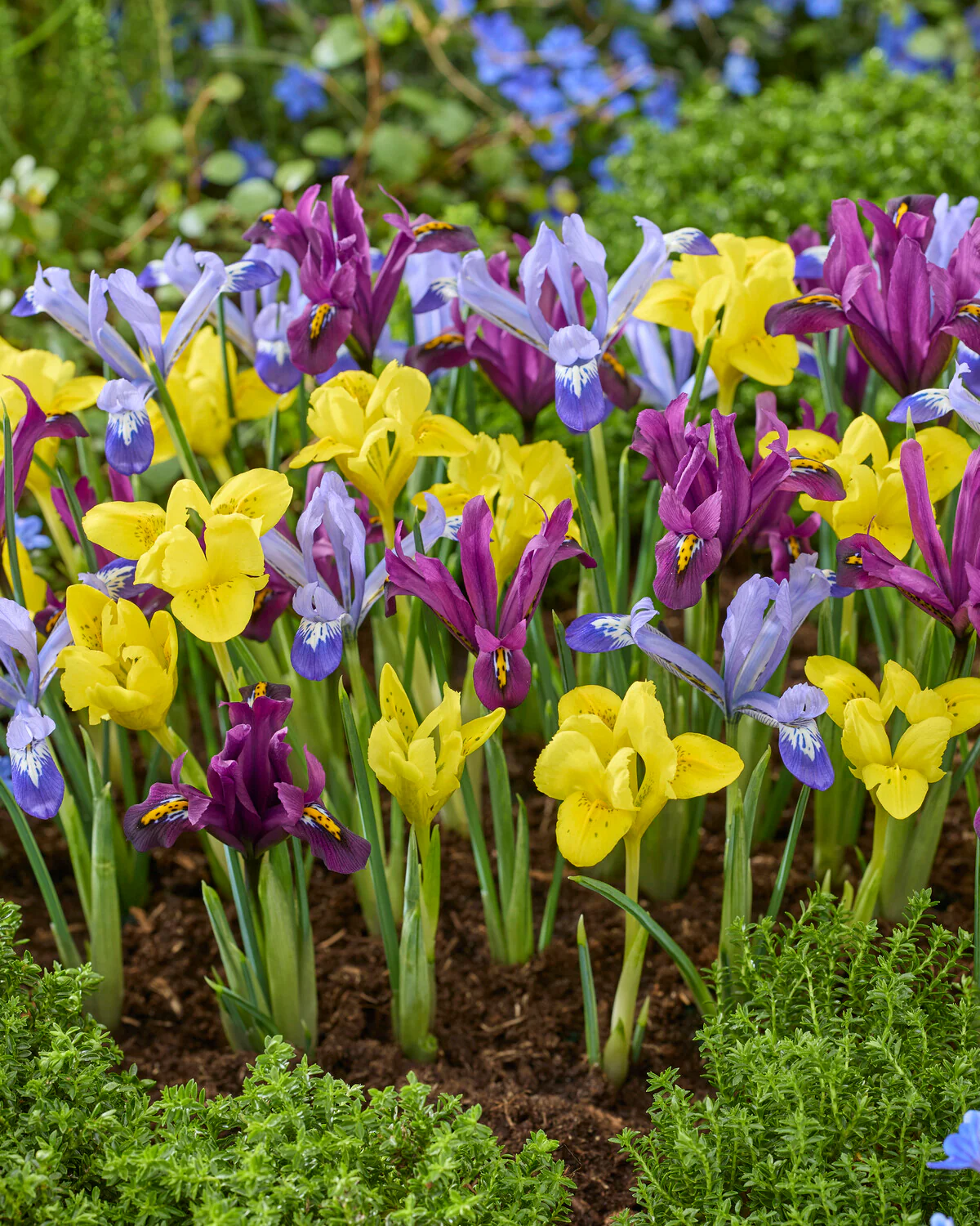 Iris 'Dwarf Mix' - Image 3