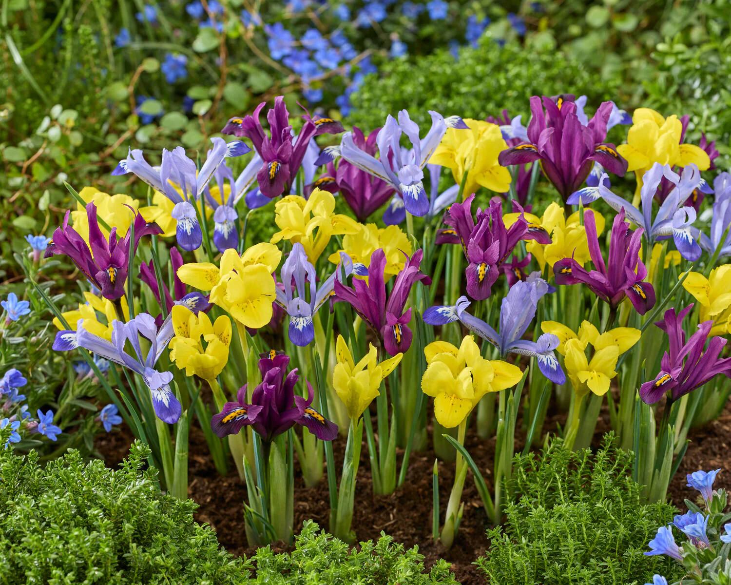 Iris 'Dwarf Mix' - Image 4