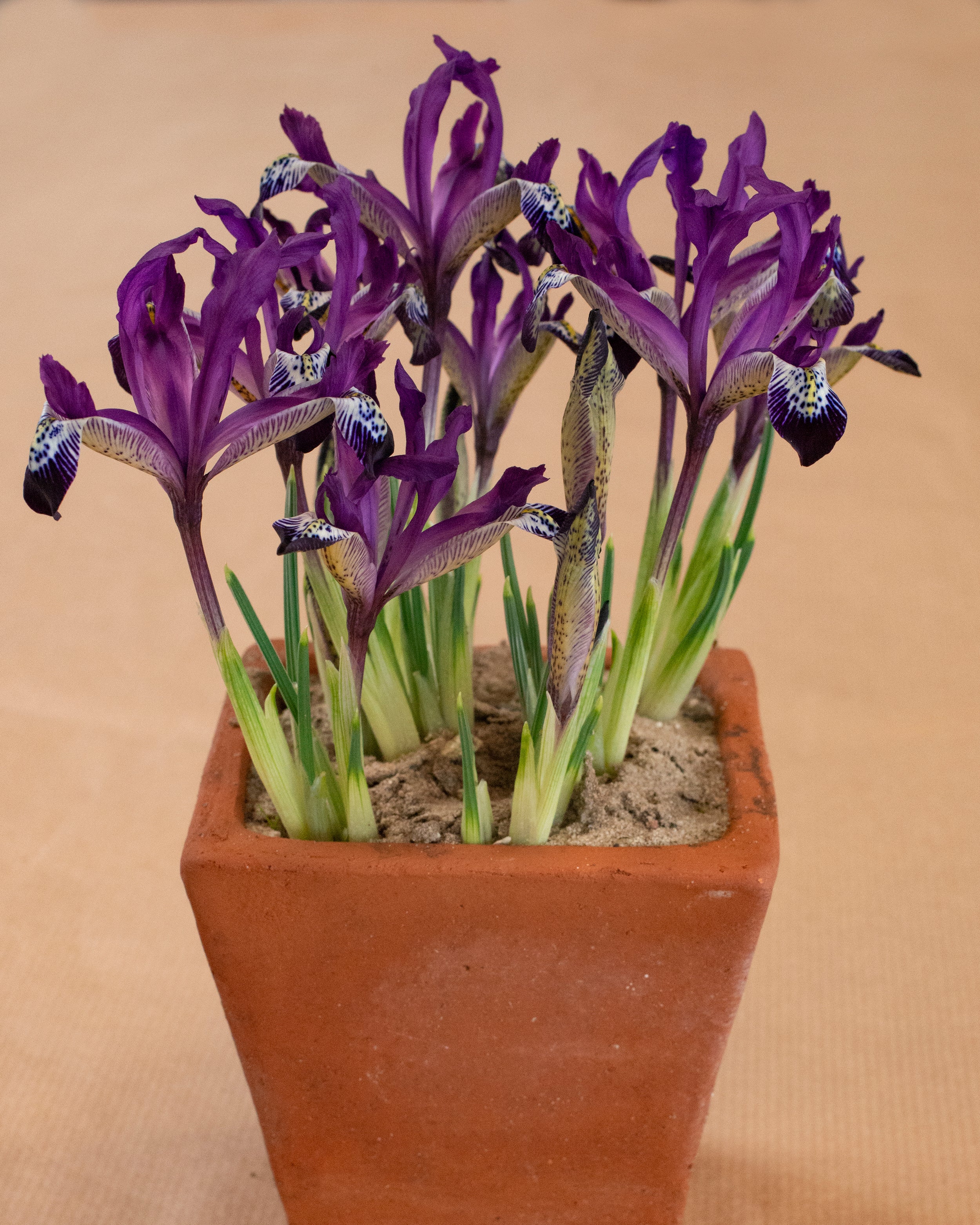 Iris 'Spot On' - Image 10