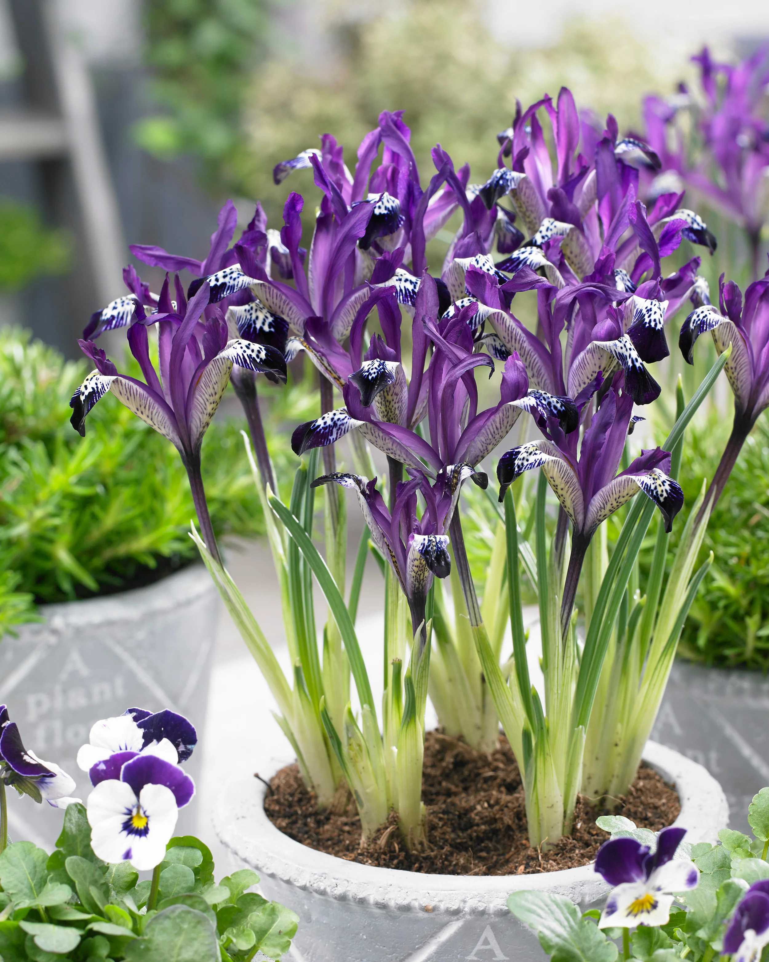 Iris 'Spot On' - Image 3
