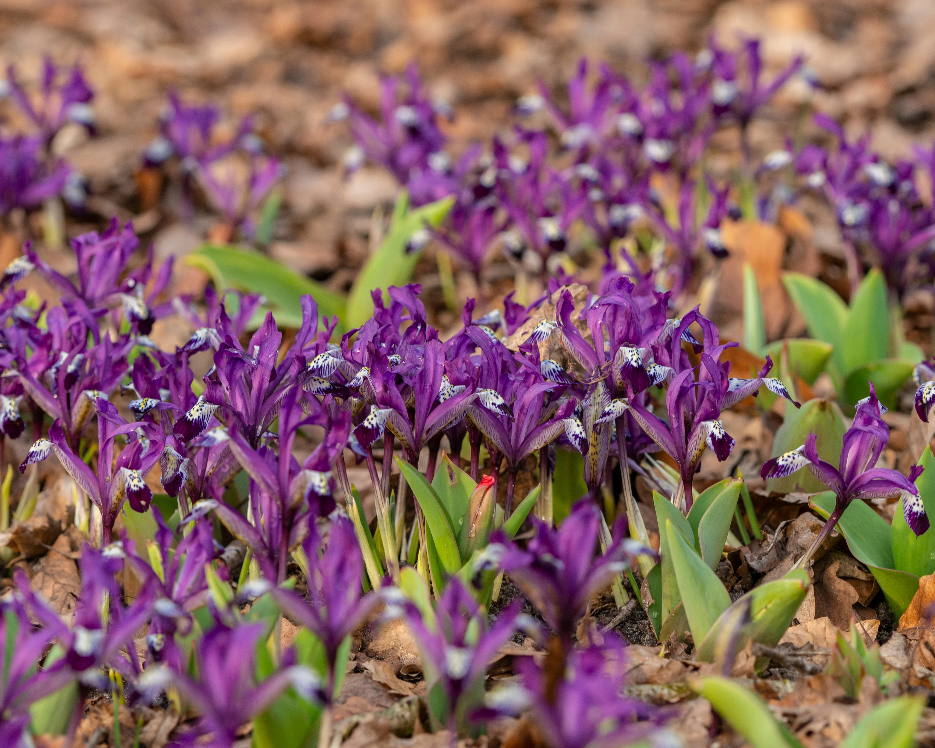 Iris 'Spot On' - Image 9