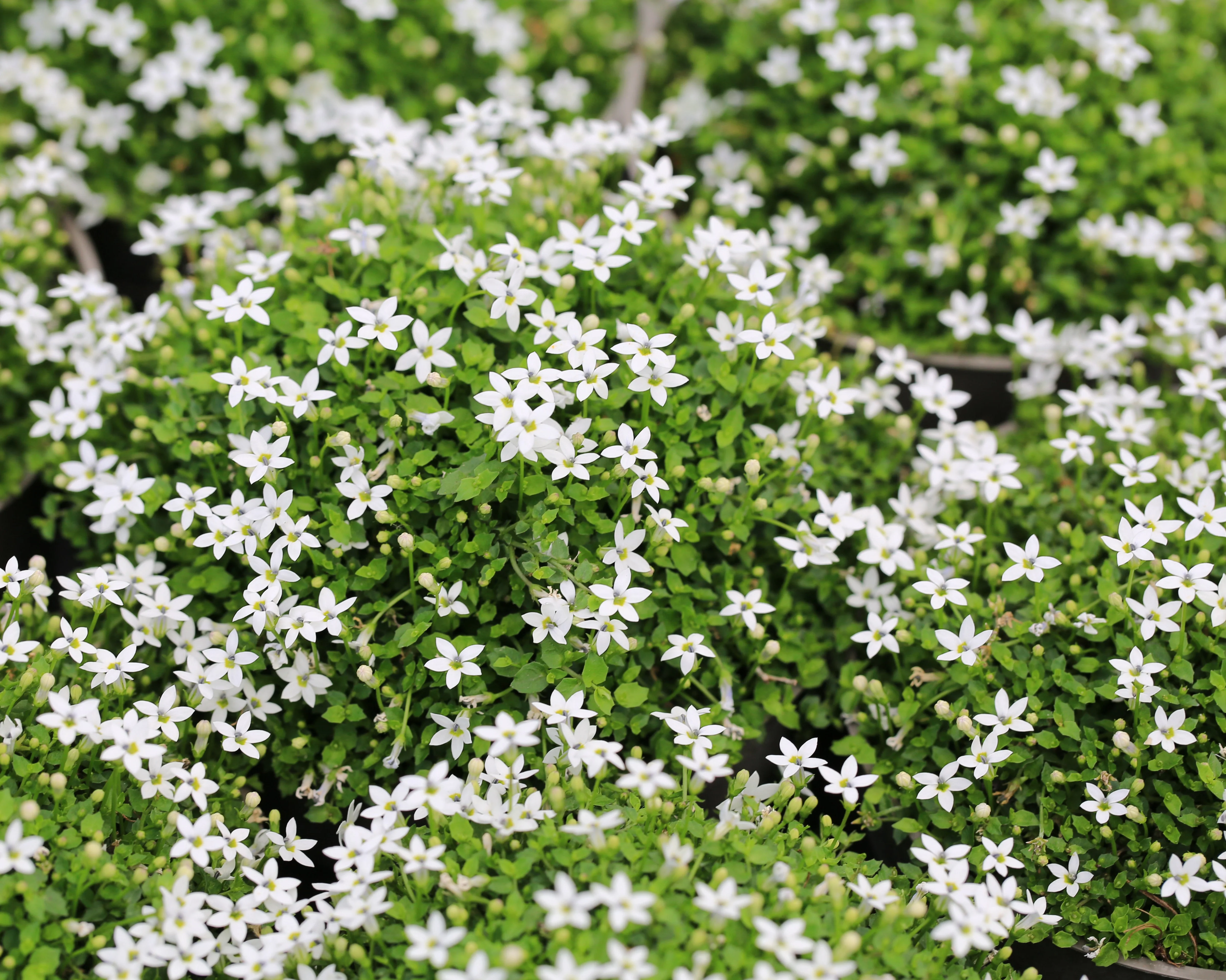 Isotoma fluviatilis 'White' - Image 3