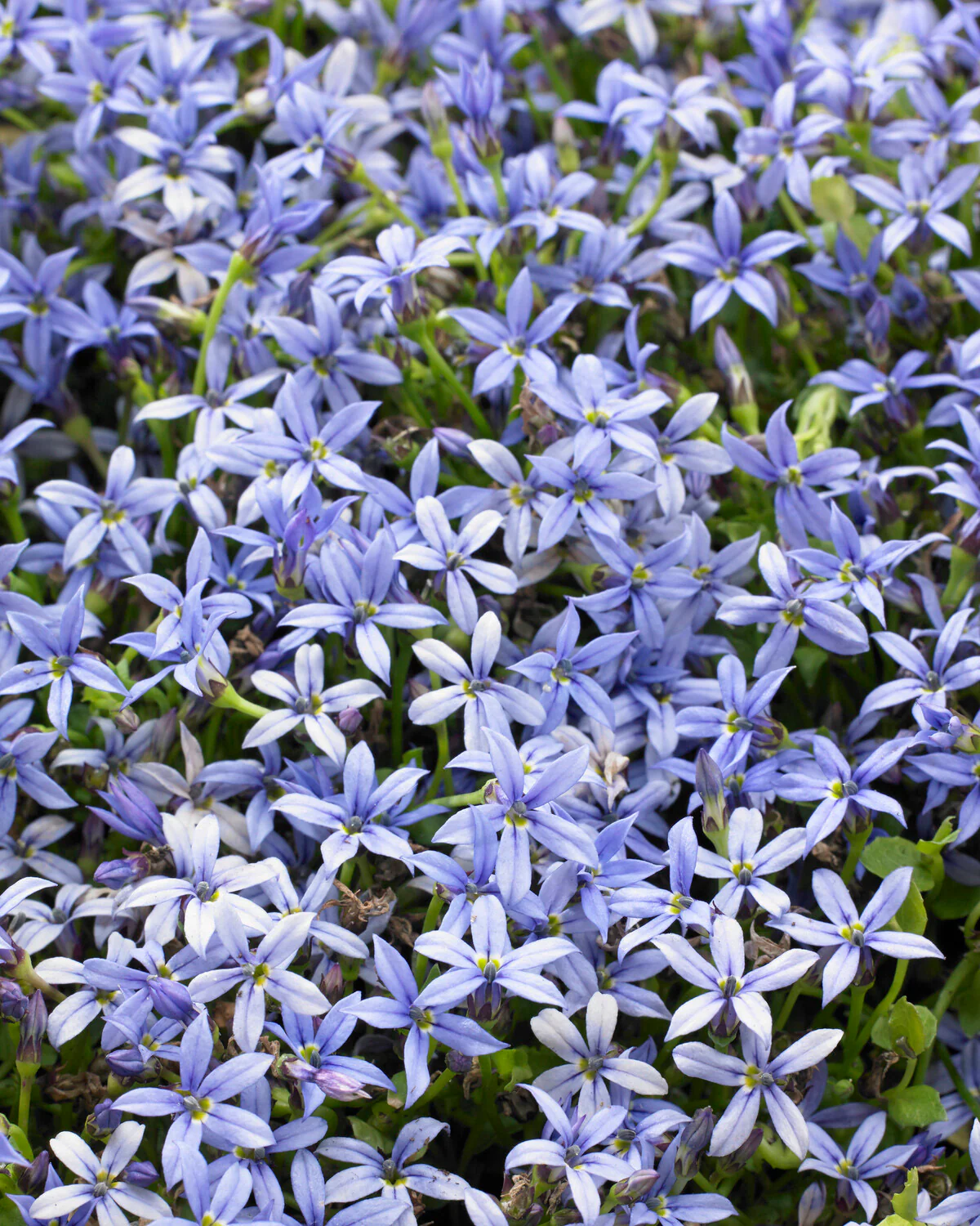 Isotoma fluviatilis 'Blue' - Image 2