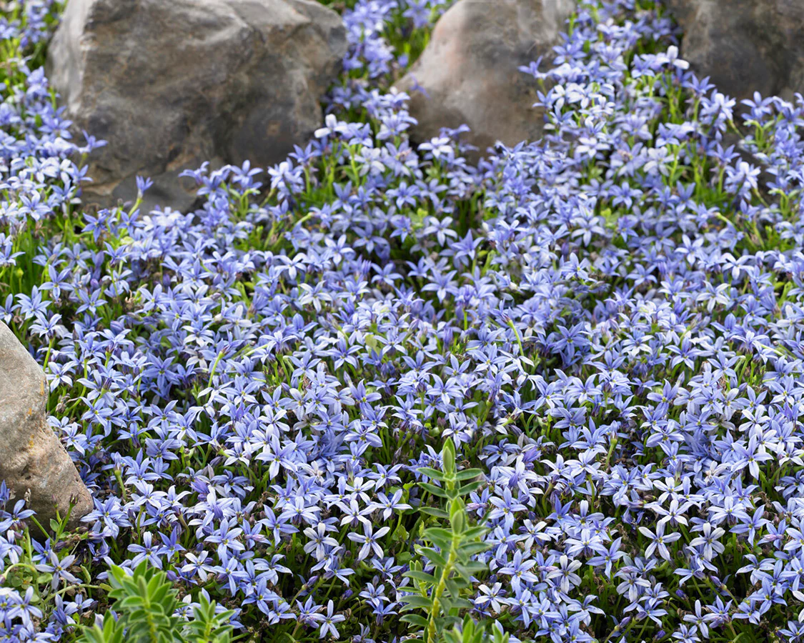 Isotoma fluviatilis 'Blue' - Image 3