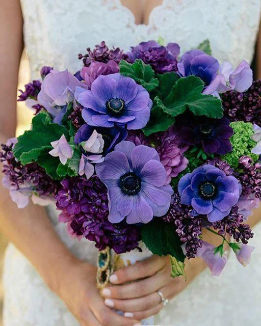 Anemone 'Mistral® Grape' - Image 3