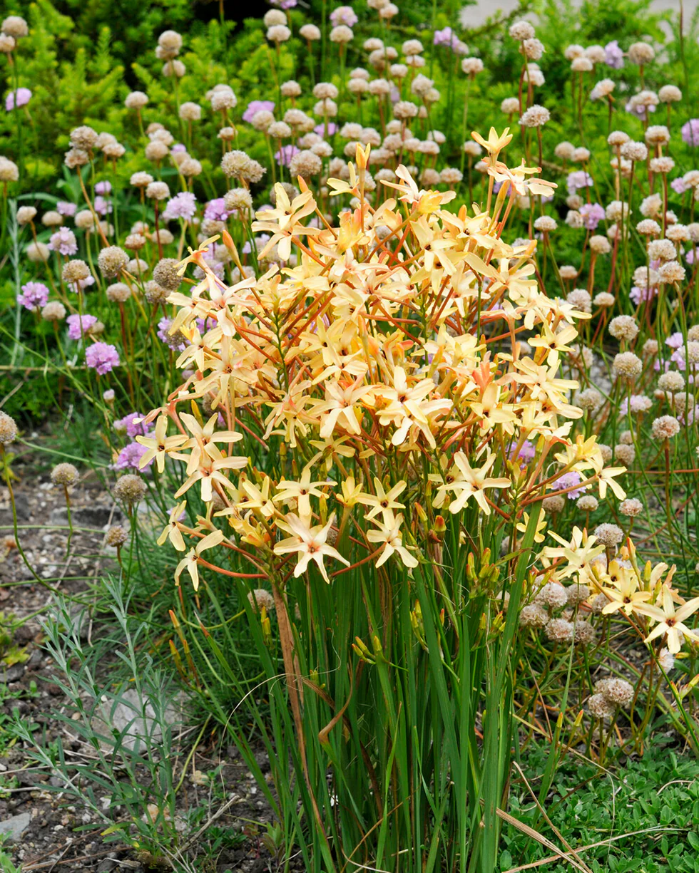 Ixia 'Eos' - Image 4
