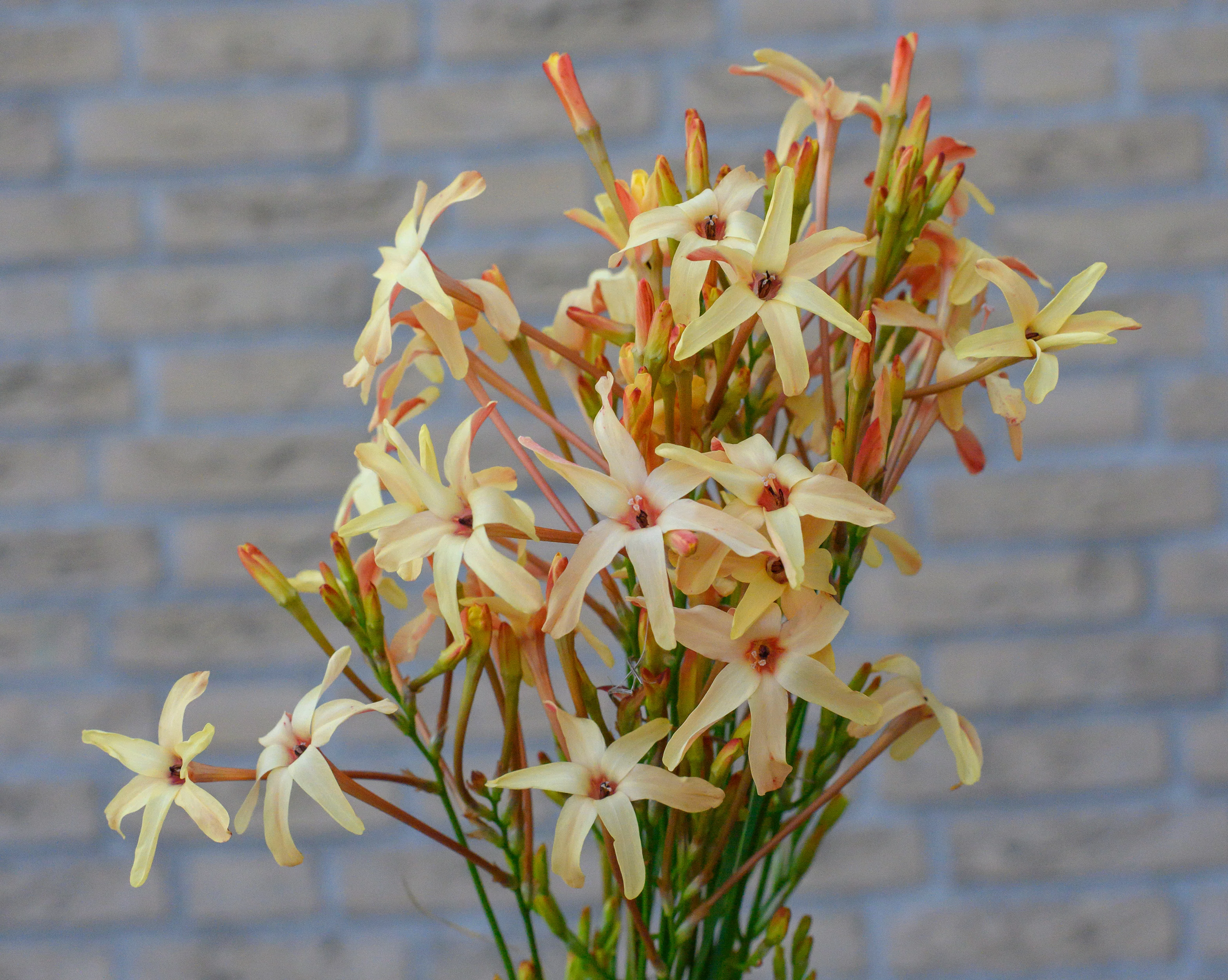 Ixia 'Eos' - Image 5