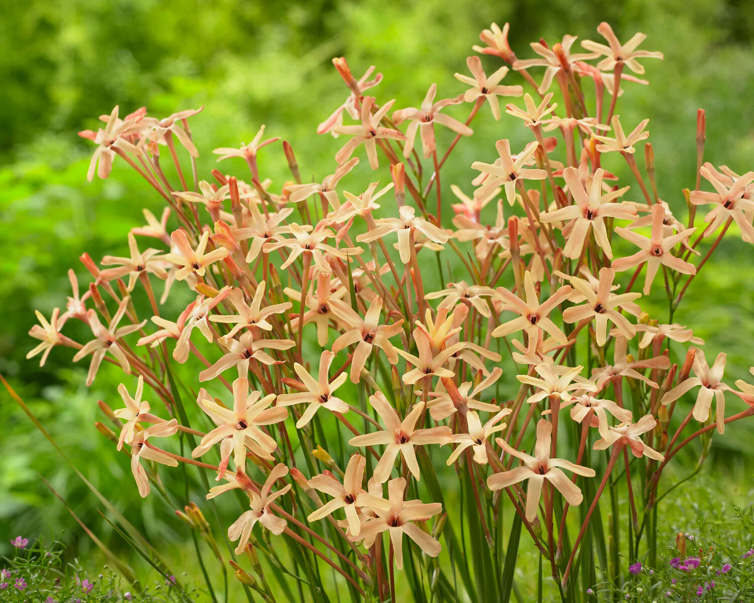 Ixia 'Eos' - Image 7