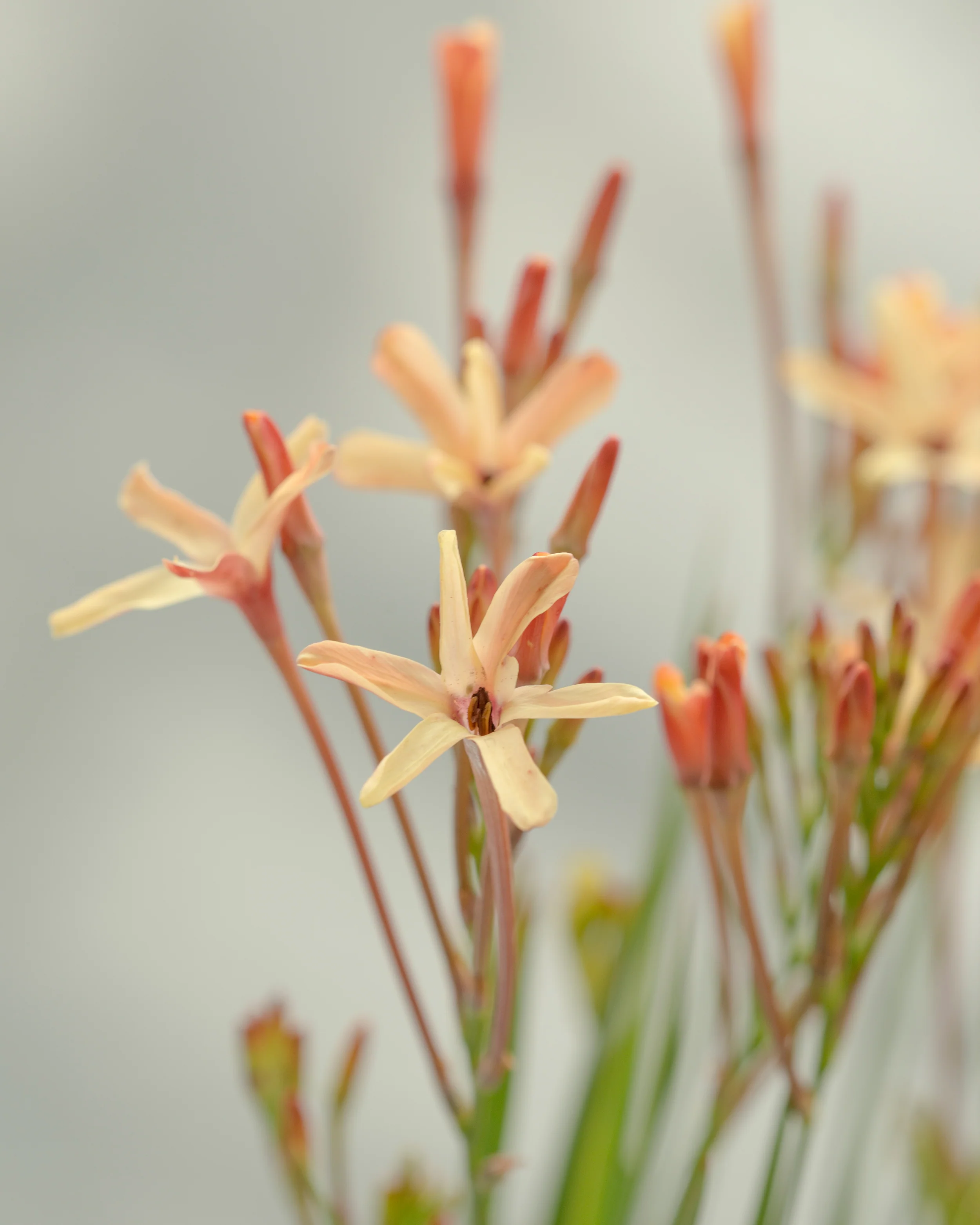Ixia 'Eos' - Image 8